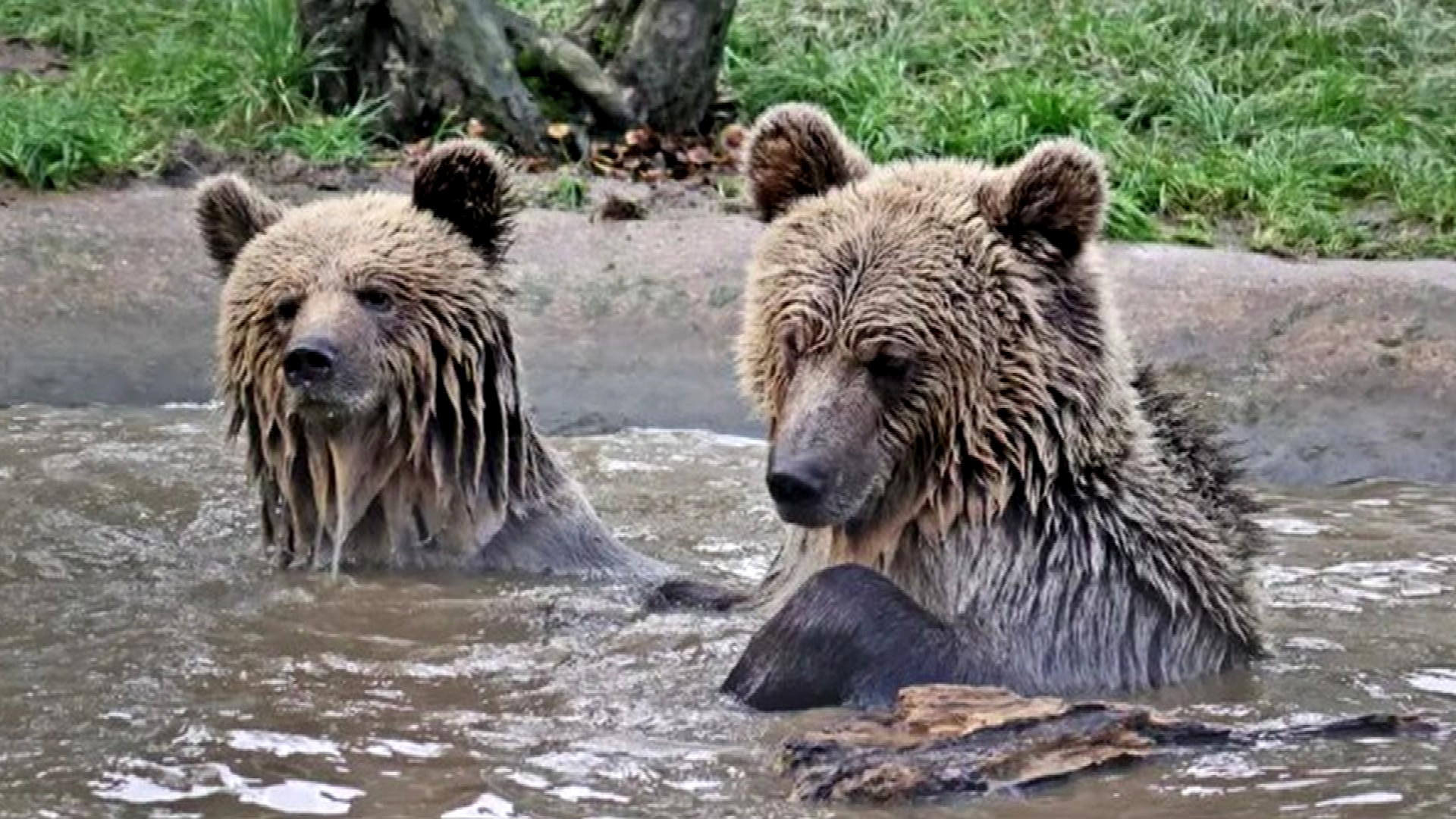 Brown Bears Mish and Lucy, both aged five, somehow escaped their enclosure inside Wildwood Devon, in Devon, and beelined for the park's food stores. 