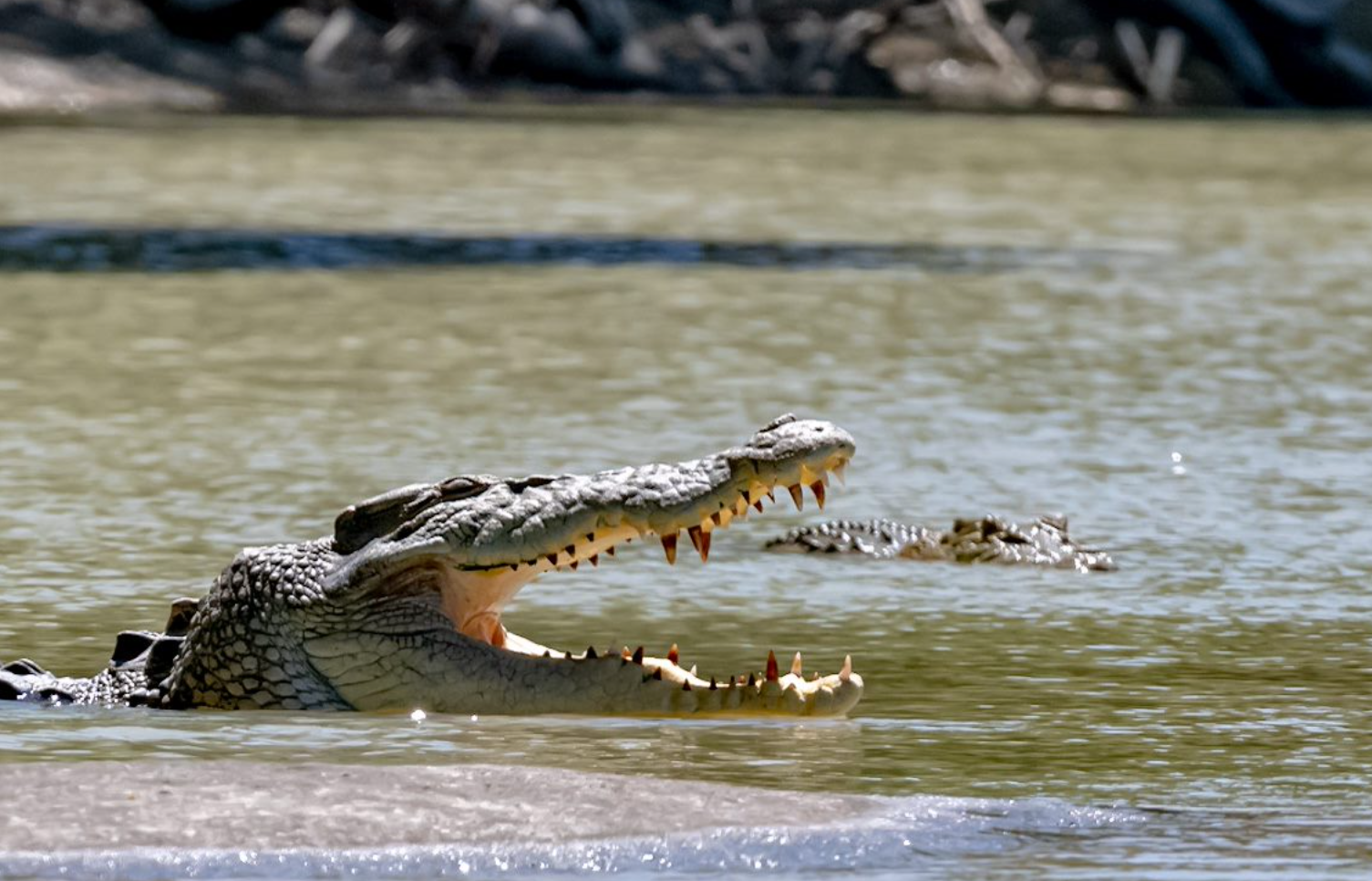 Duffy said crocodiles are at the pinnacle of predatory evolution. 