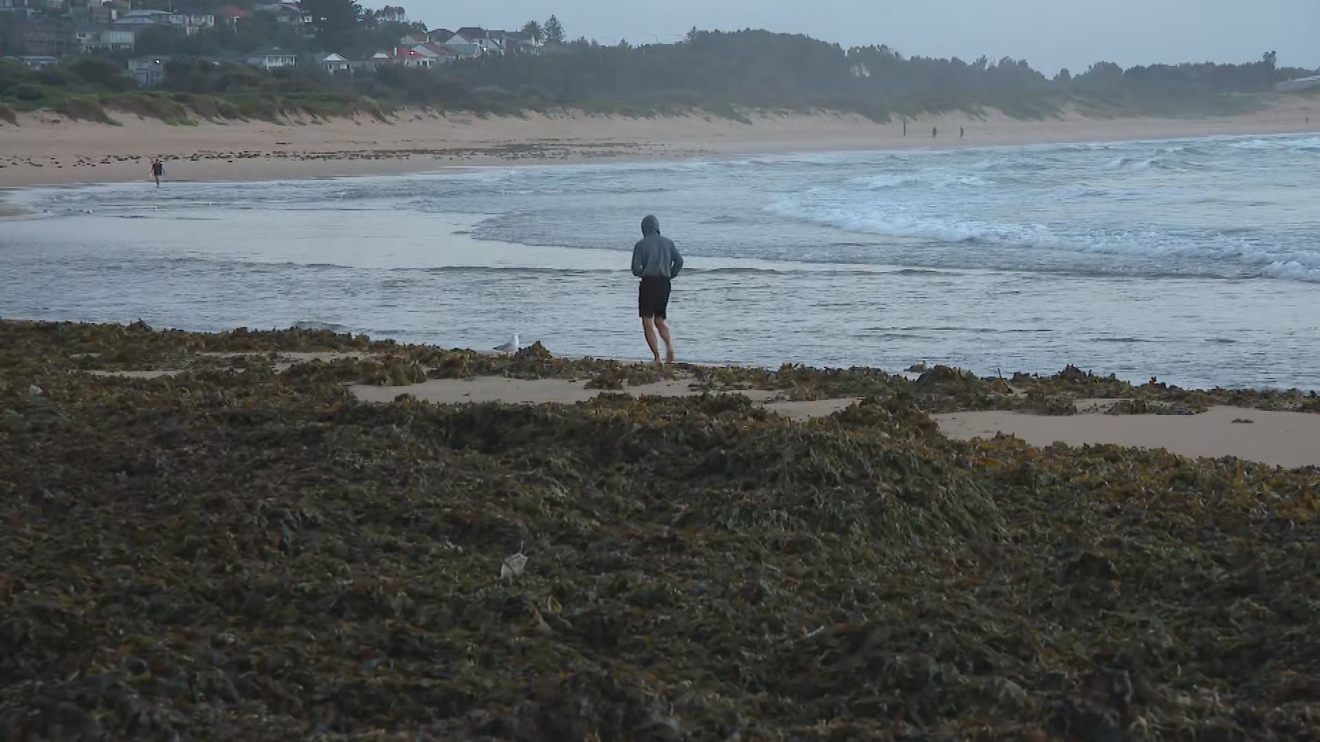 Business owners are concerned the seaweed could keep people away on what should be a busy and profitable weekend, as Sydney braces for a heatwave.