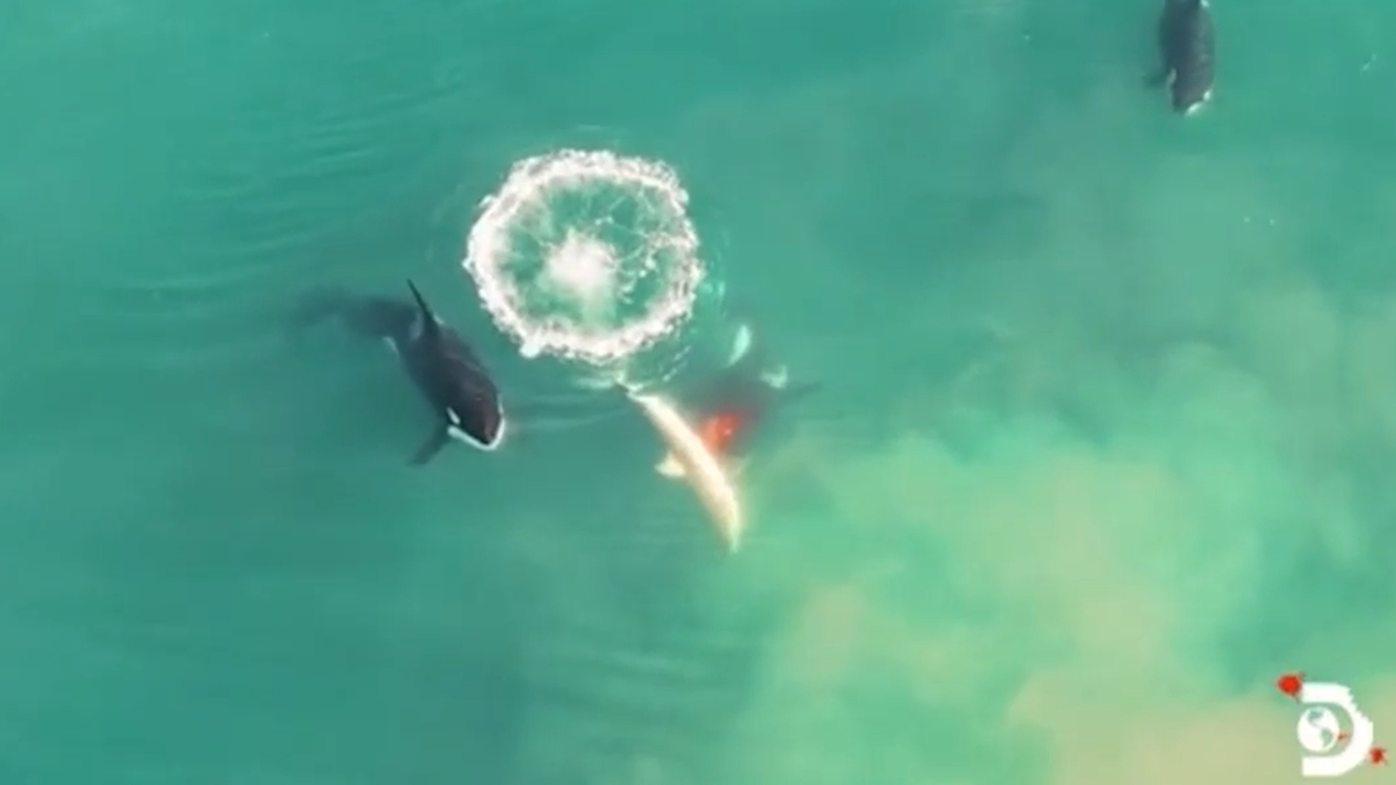 One of the orcas attacks the great white shark's side and eats its liver.