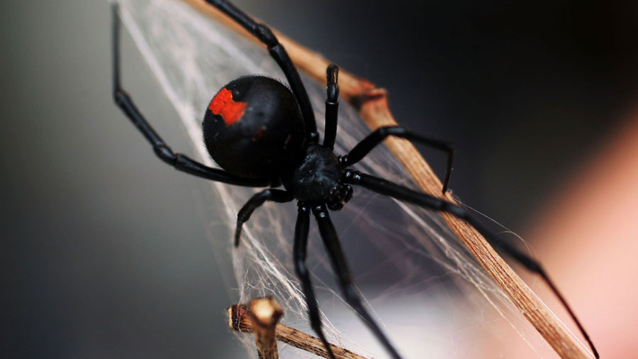 Redback Spider (Ian Waldie/Getty Images)