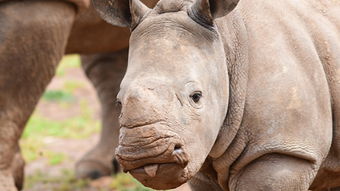 Zoo launches investigation after third white rhino calf dies
