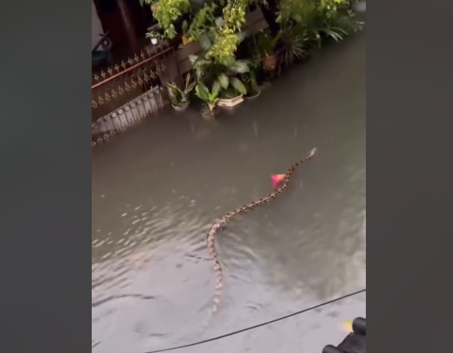 Bali flooding 24/02/2026