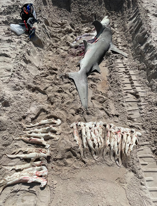 Scientists from the American Shark Conservancy took samples from the female shark and its unborn pups.