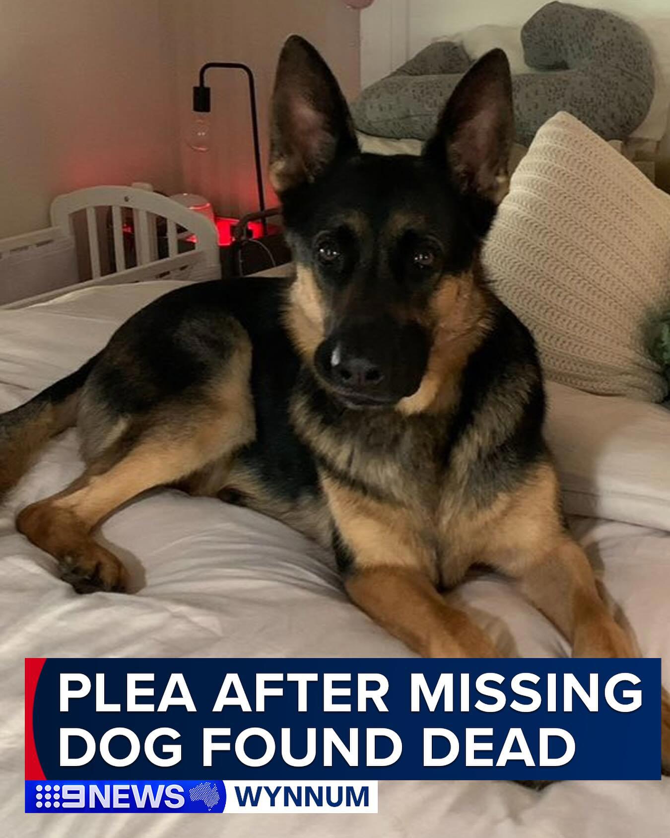 Arnie the German Shepherd