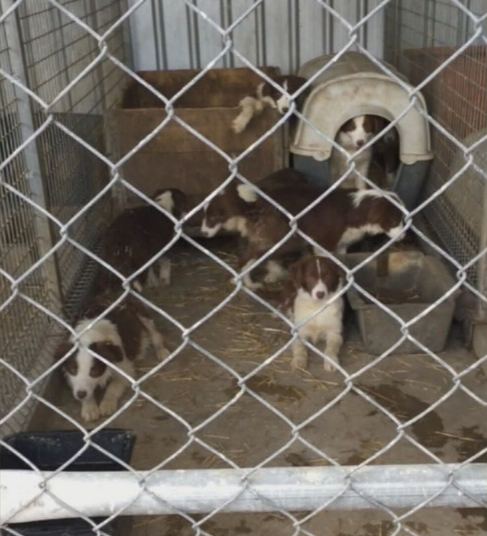 An Adelaide puppy breeder who kept hundreds of dogs in squalid conditions has been spared jail. Kerrie Fitzpatrick was handed a three-month suspended sentence for keeping 300 dogs on a breeding farm in horrific conditions.
