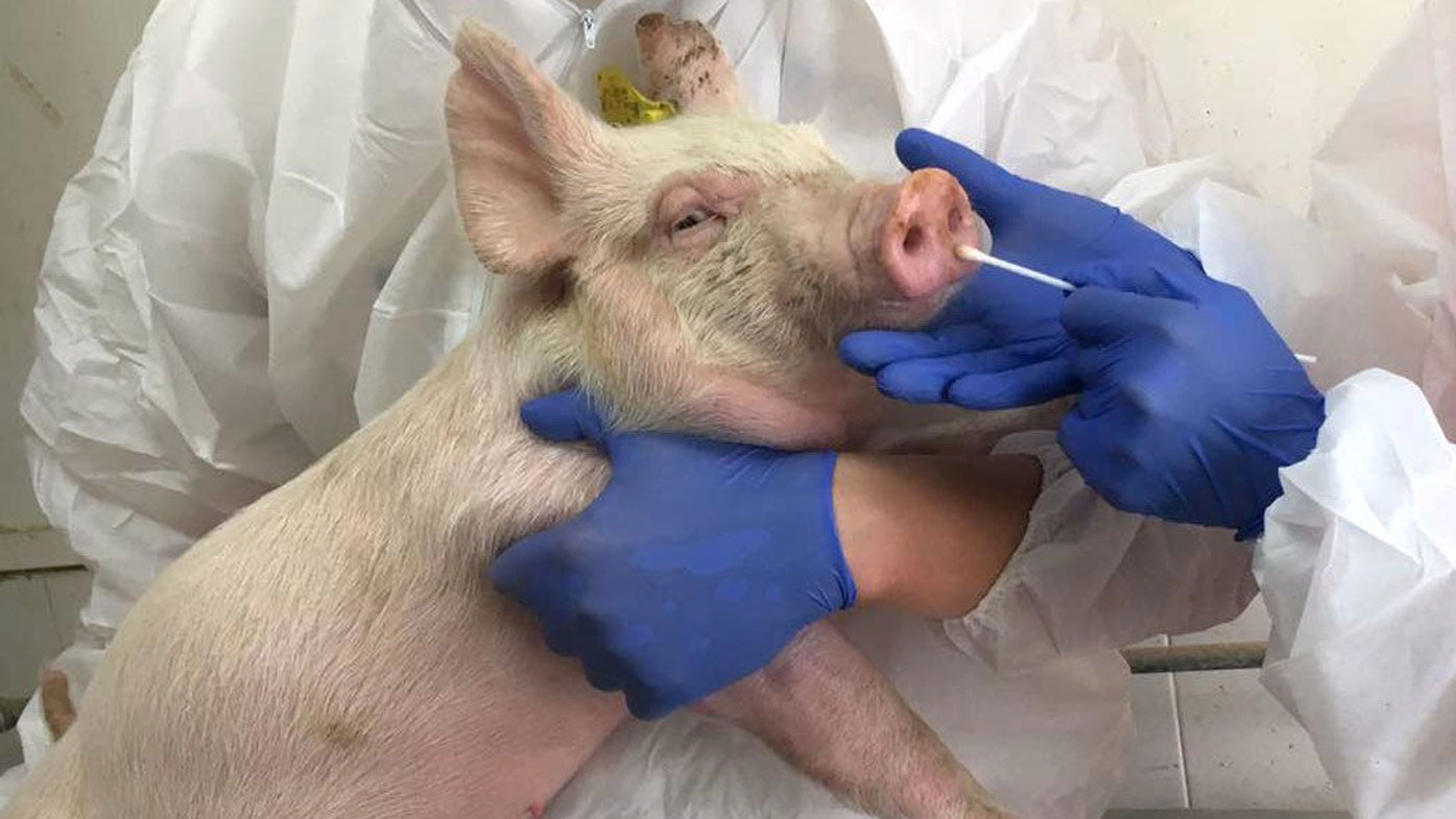 Scientists take a nasal swab from a pig in China.