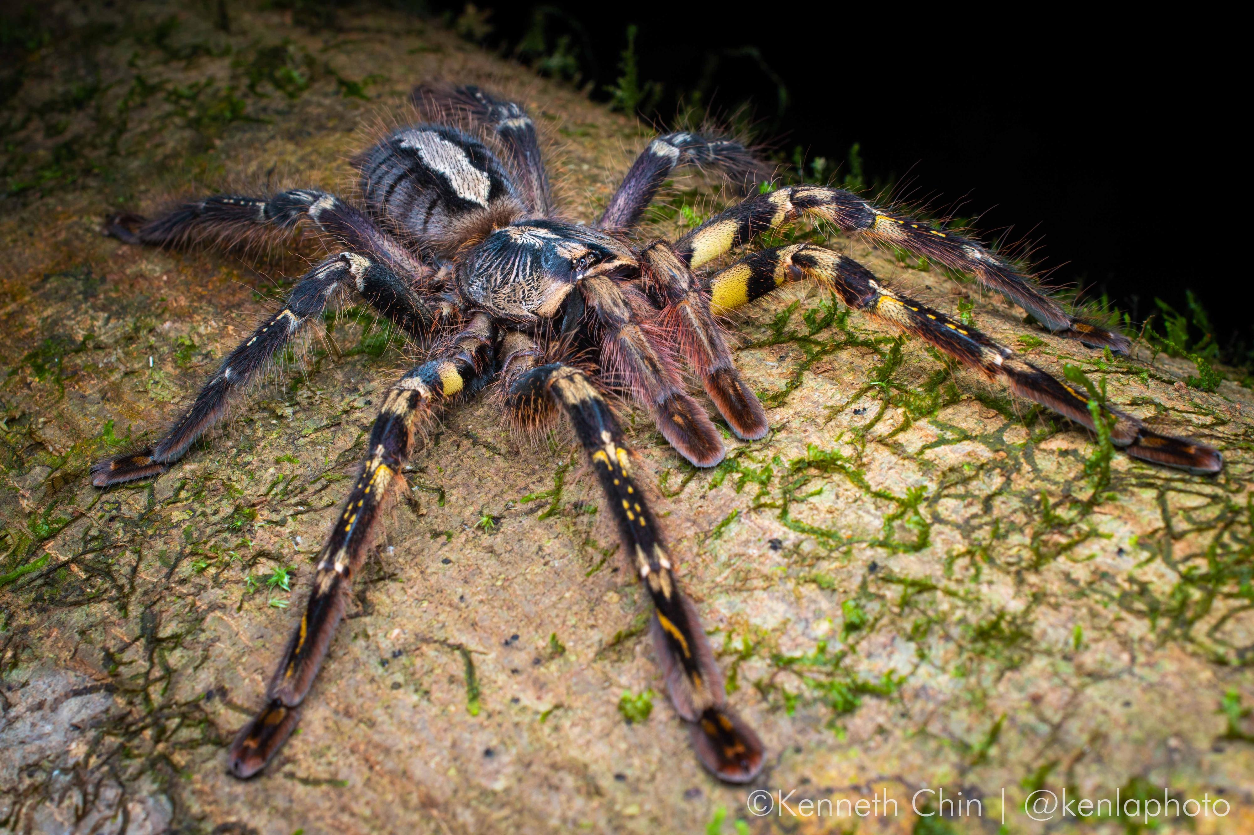 The Ornate tiger spider (Poecilotheria ornata) is an Endangered species which is endemic to Sri Lanka, and is popular in trade.