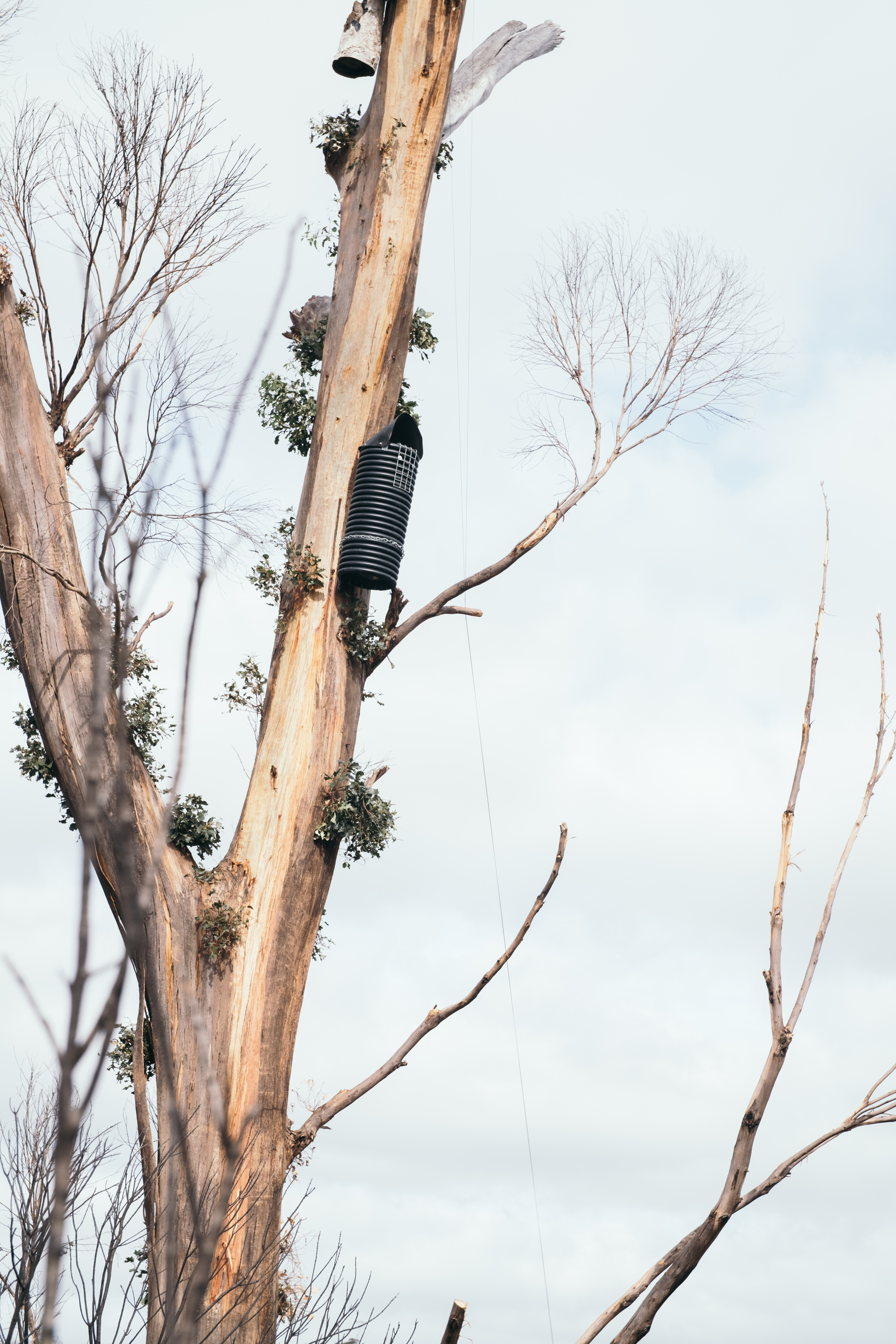 There are signs of hope for one of Australia's rarest black cockatoo species.