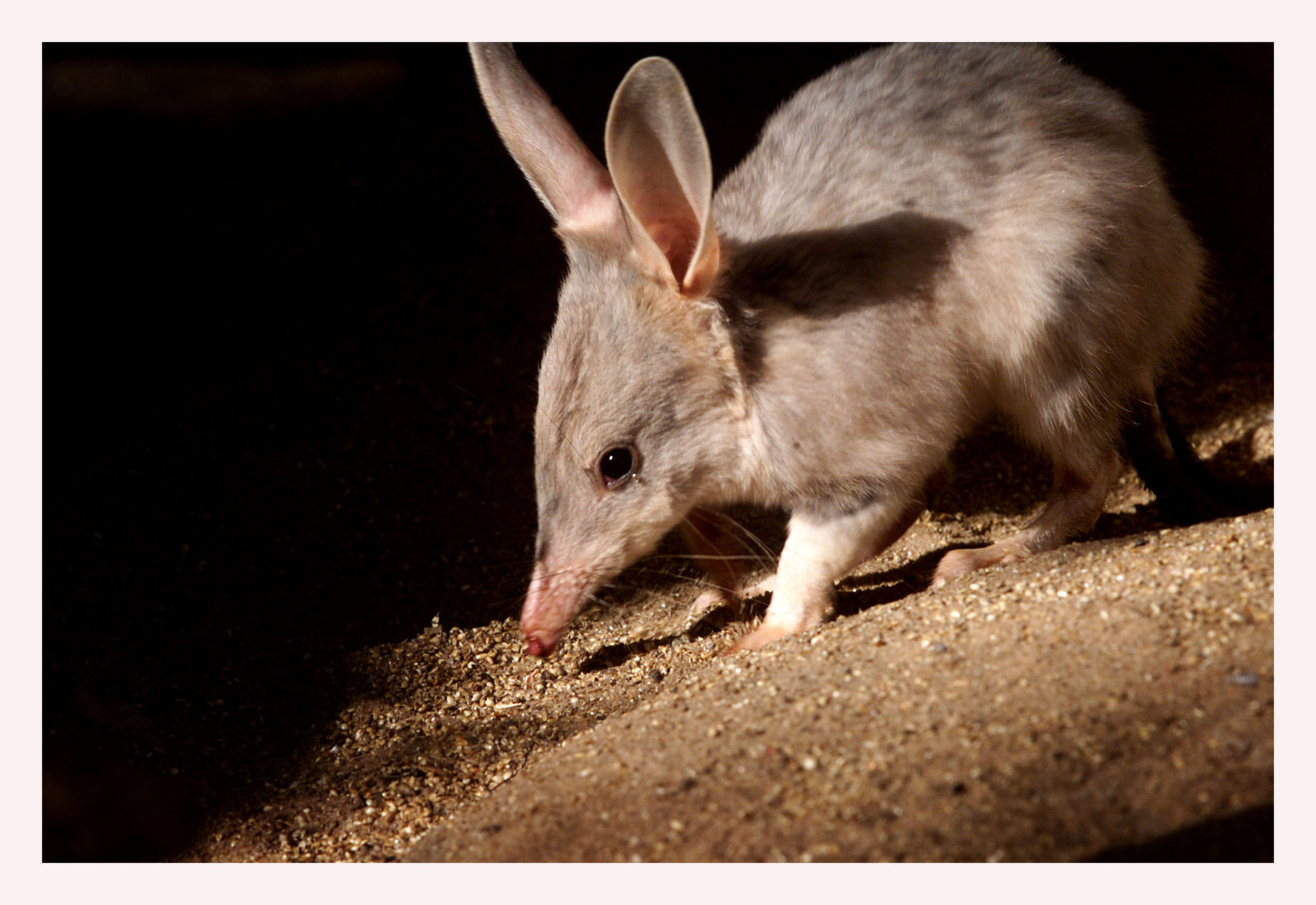 SPECIAL 001 September 29, 2002. Picture by Heath Missen. Brisbane Bureau. Charleville. Bilby.