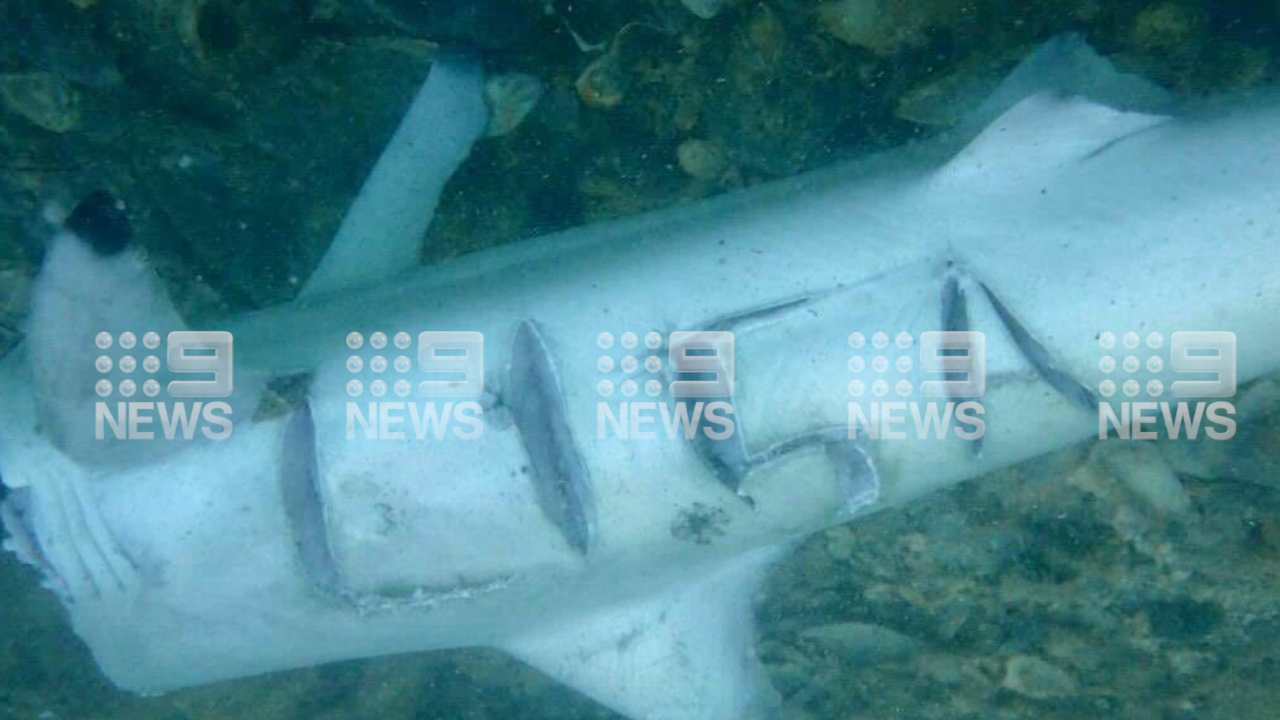 Hills said she was recently sent a photo of a shark carcass with her named carved into it.