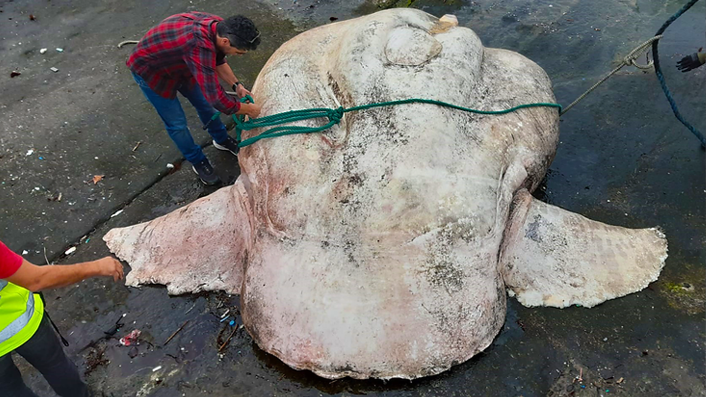The carcass is more than 400 kilograms heavier than the previous world record holder.