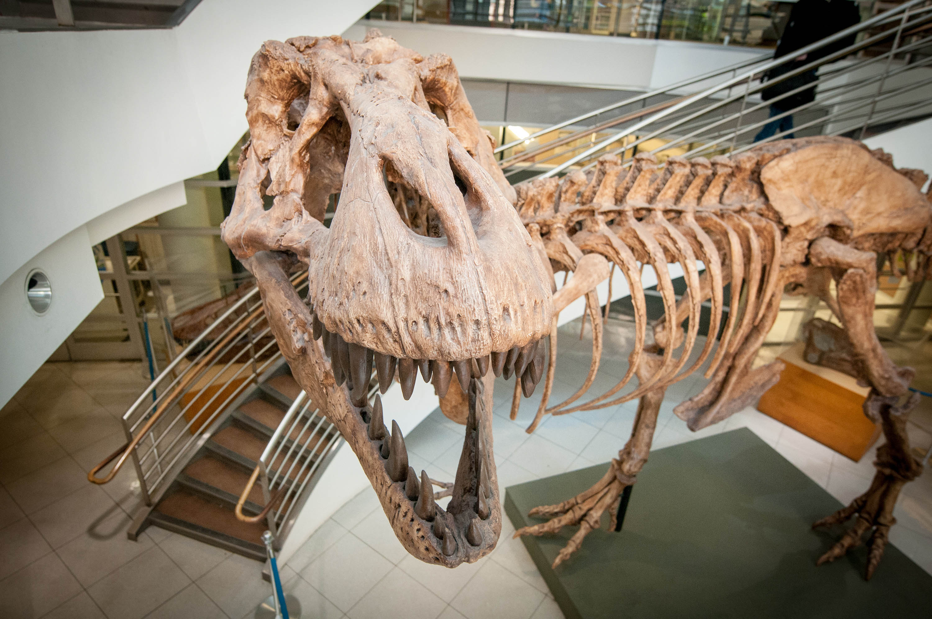 A team of experts say that billions of T. rex roamed North America