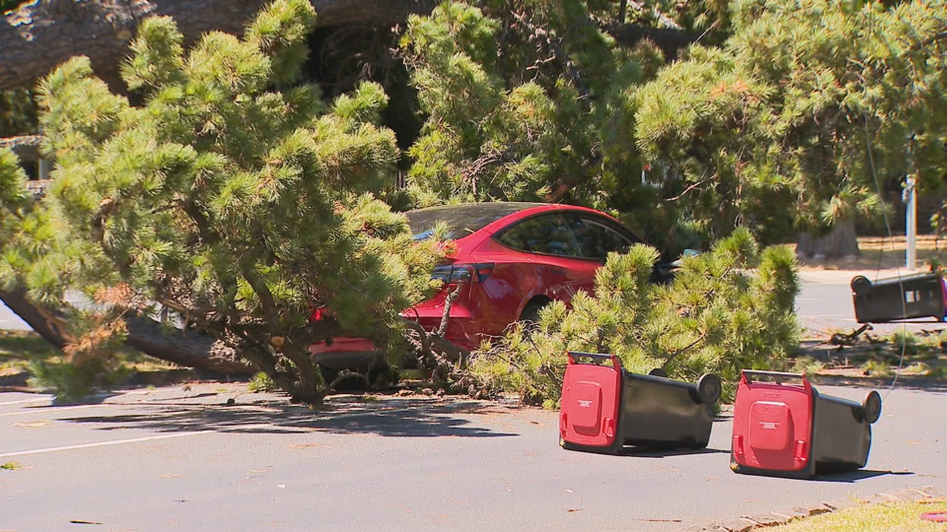 Driver escapes serious injury after huge tree falls on his car
