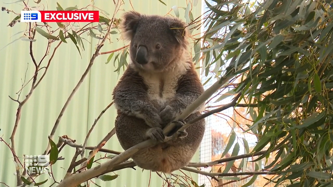 austrailian food chain with koala