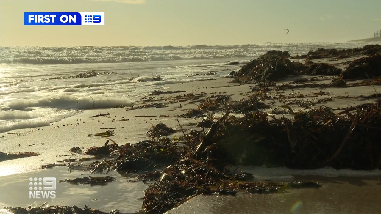 The nine-year-old dog ate a poisonous pufferfish washed up in seaweed at Seacliff and died within a hour of the trip.