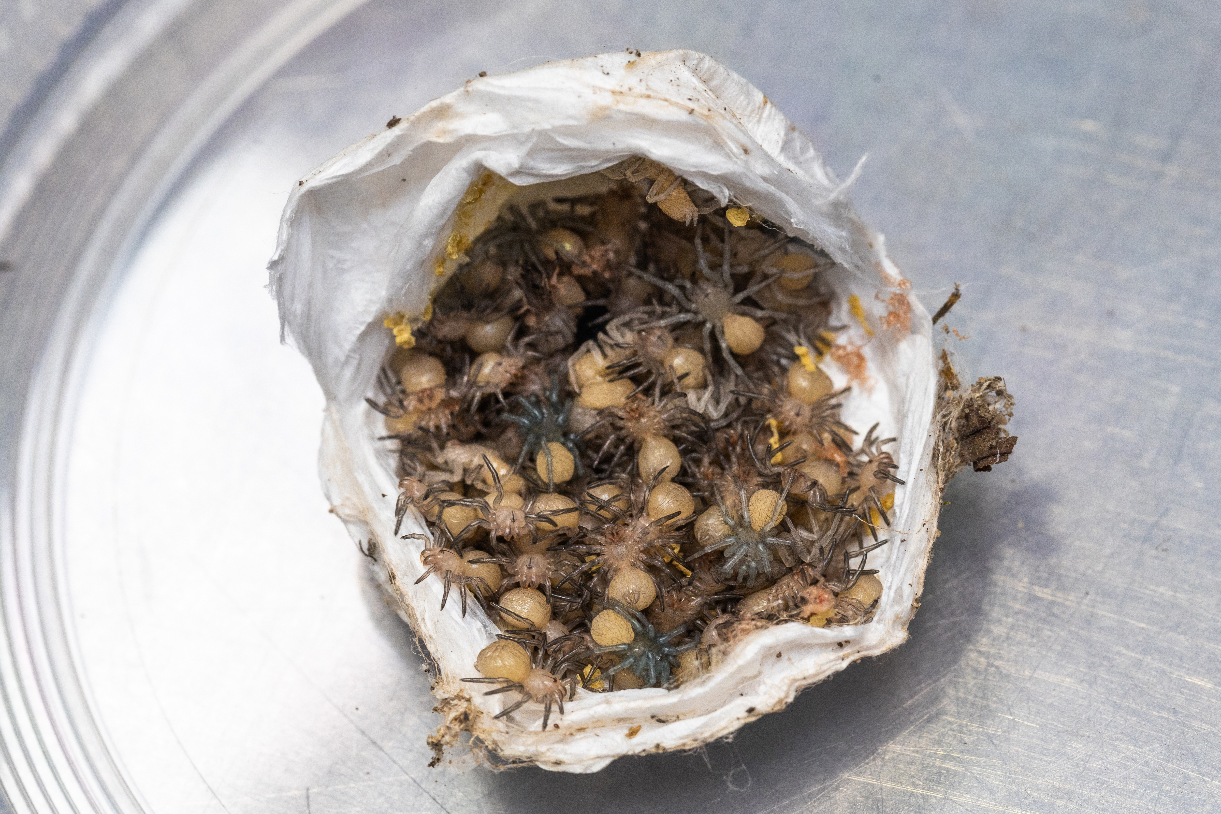 tarantula egg sac