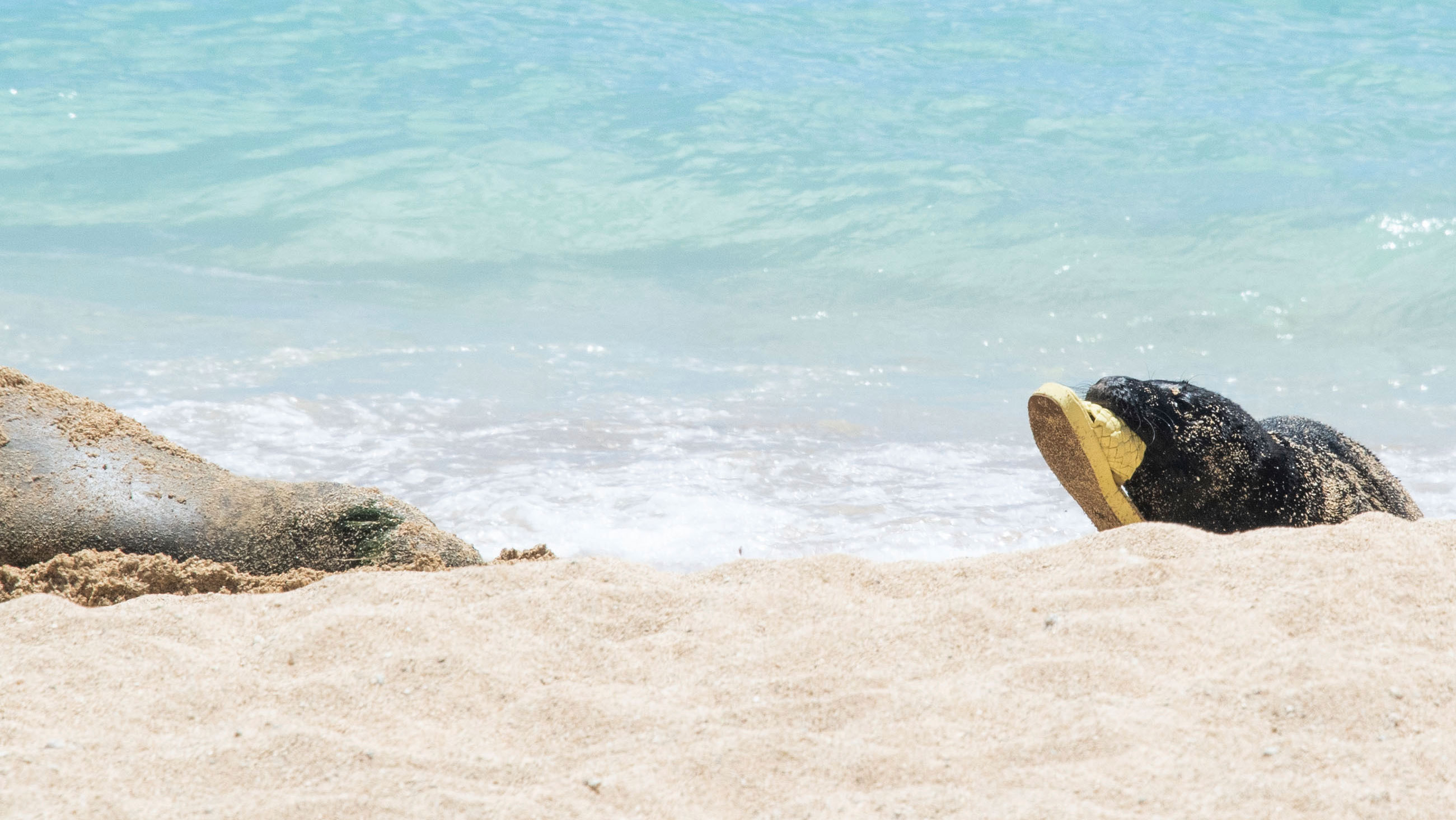 Rocky, an endangered Hawaiian monk seal and her pup, pictured playing with a sandal.