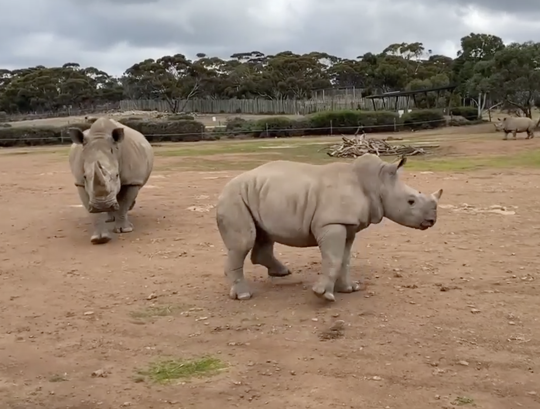 Zoo staff are said to be shattered after the 'sweet' rhino's death.