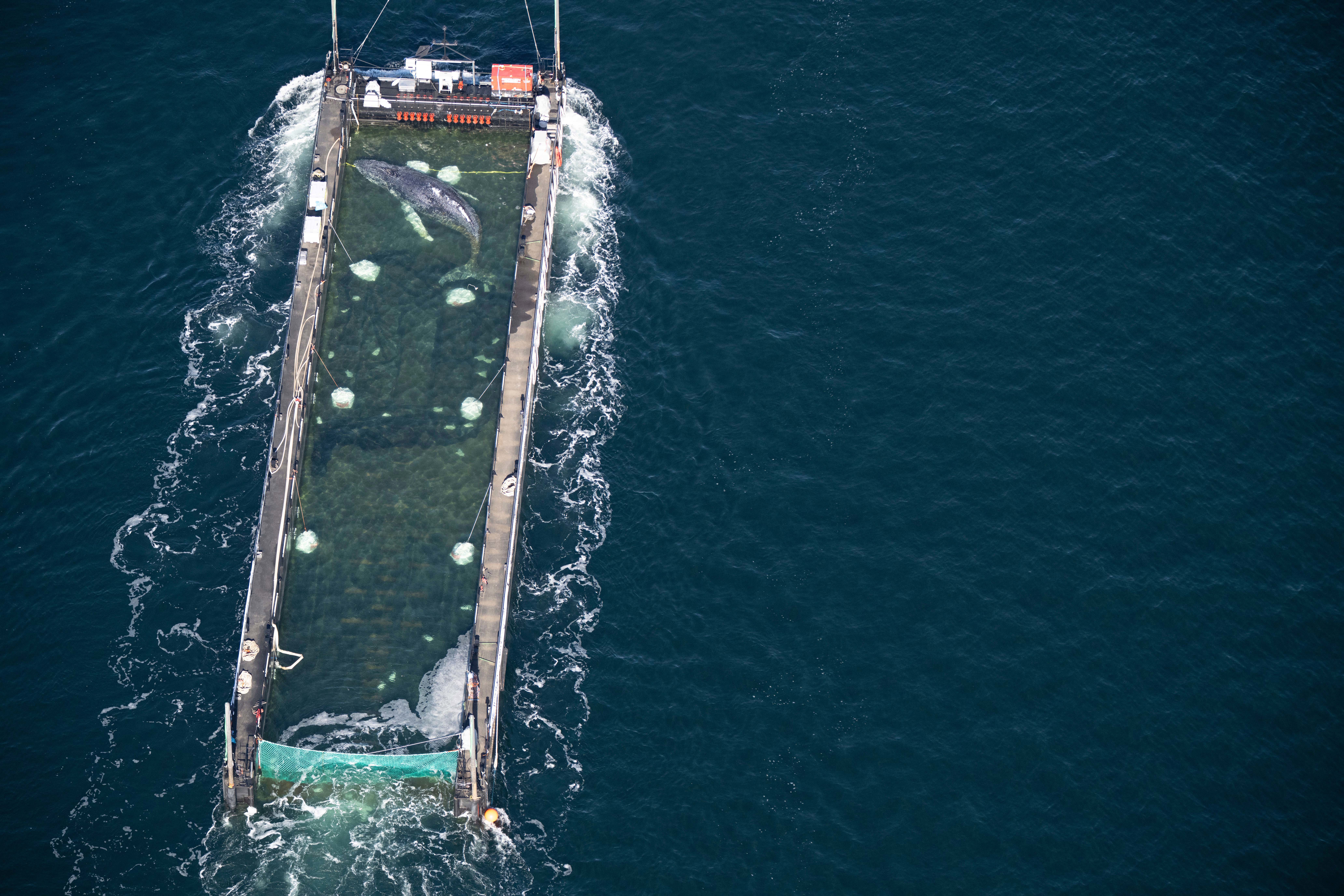 A rescue team released from a barge in the North Sea a humpback whale that had been stranded in shallow waters near Germany since March witnesses said.