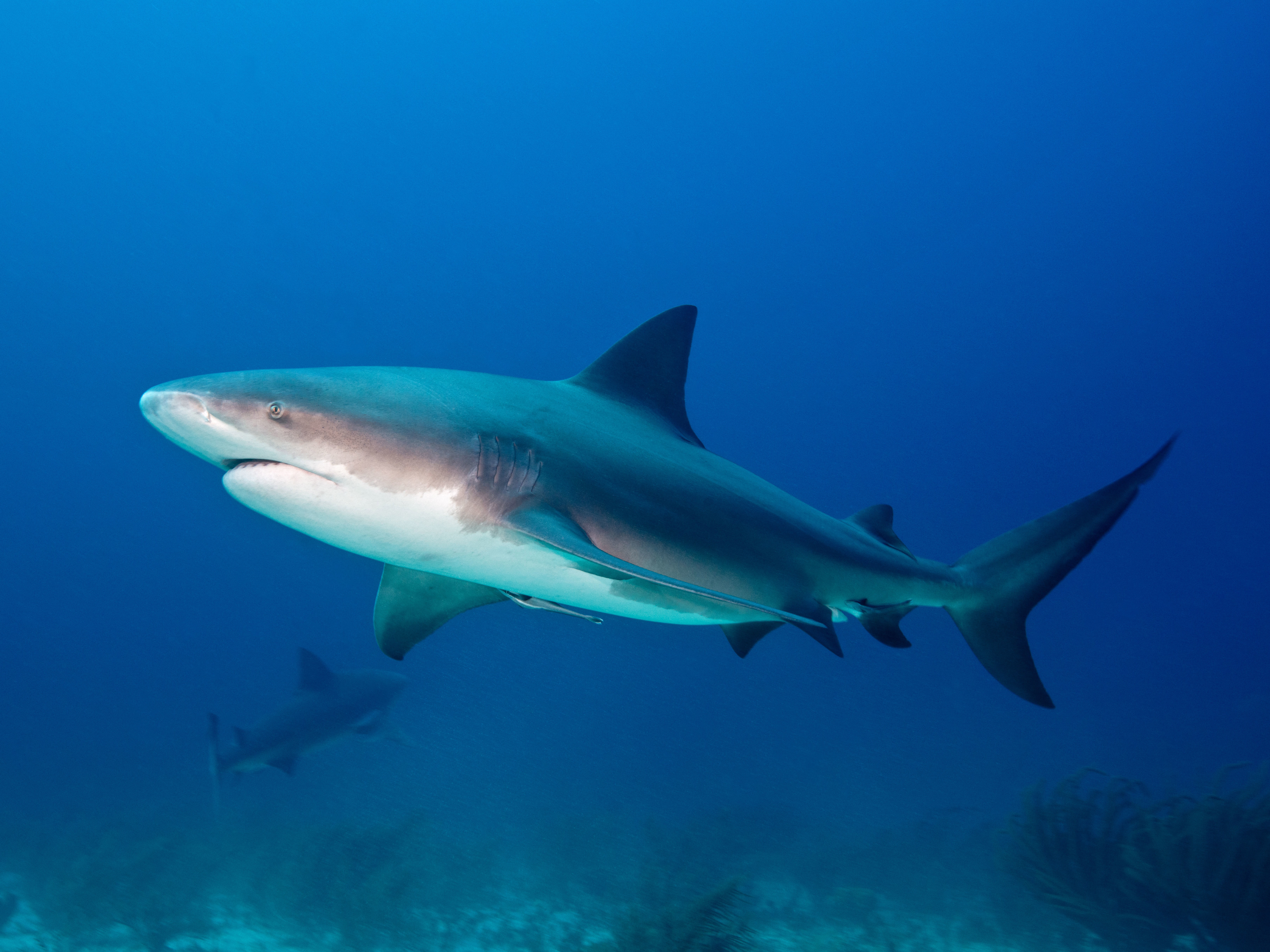 BULL SHARK, Carcharhinus leucas, Carcharhinidae, Bahamas, The Caribbean