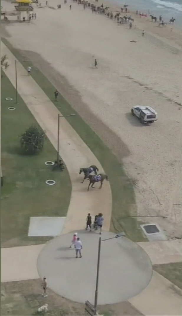 Two horses have been retrieved after escaping from ﻿the Magic Millions beach race on the Gold Coast.