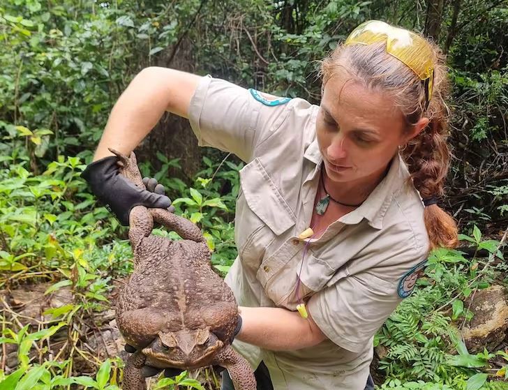 The giant cane toad was discovered by ranger Kylee Gray at Cape Conway National Park in Queensland and promptly euthanised.