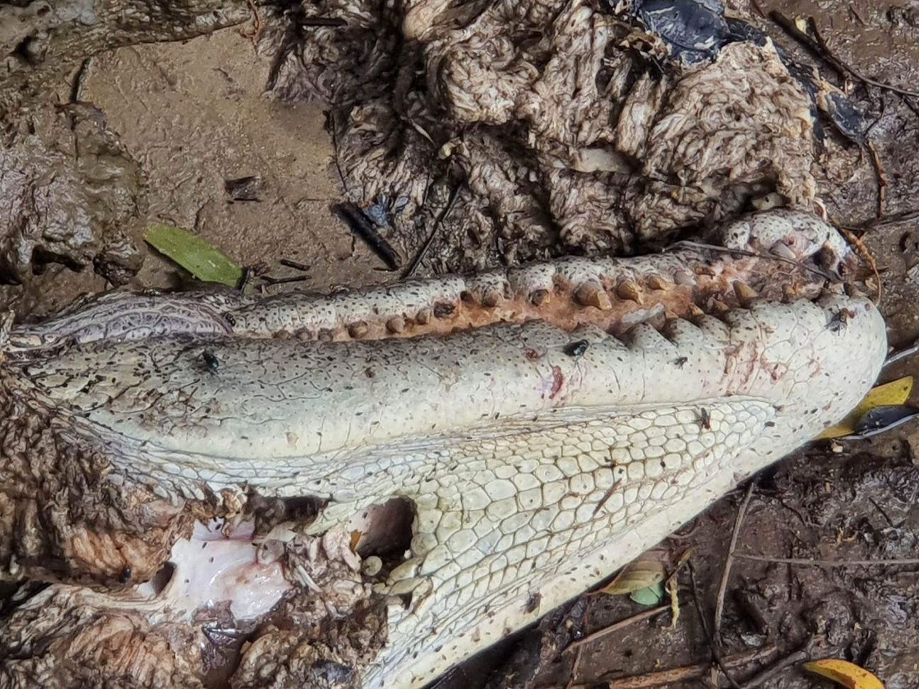 A dead crocodile found on the banks of the Daintree River has sparked an official investigation.