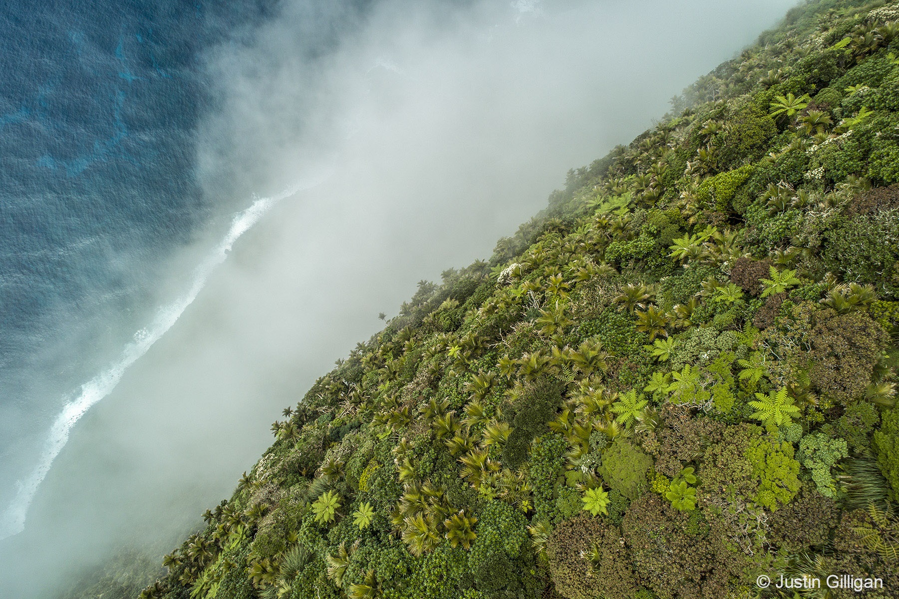 Botanical runner-up: Gnarled Mossy Cloud Forest. Taken on Lord Howe Island, New South Wales.