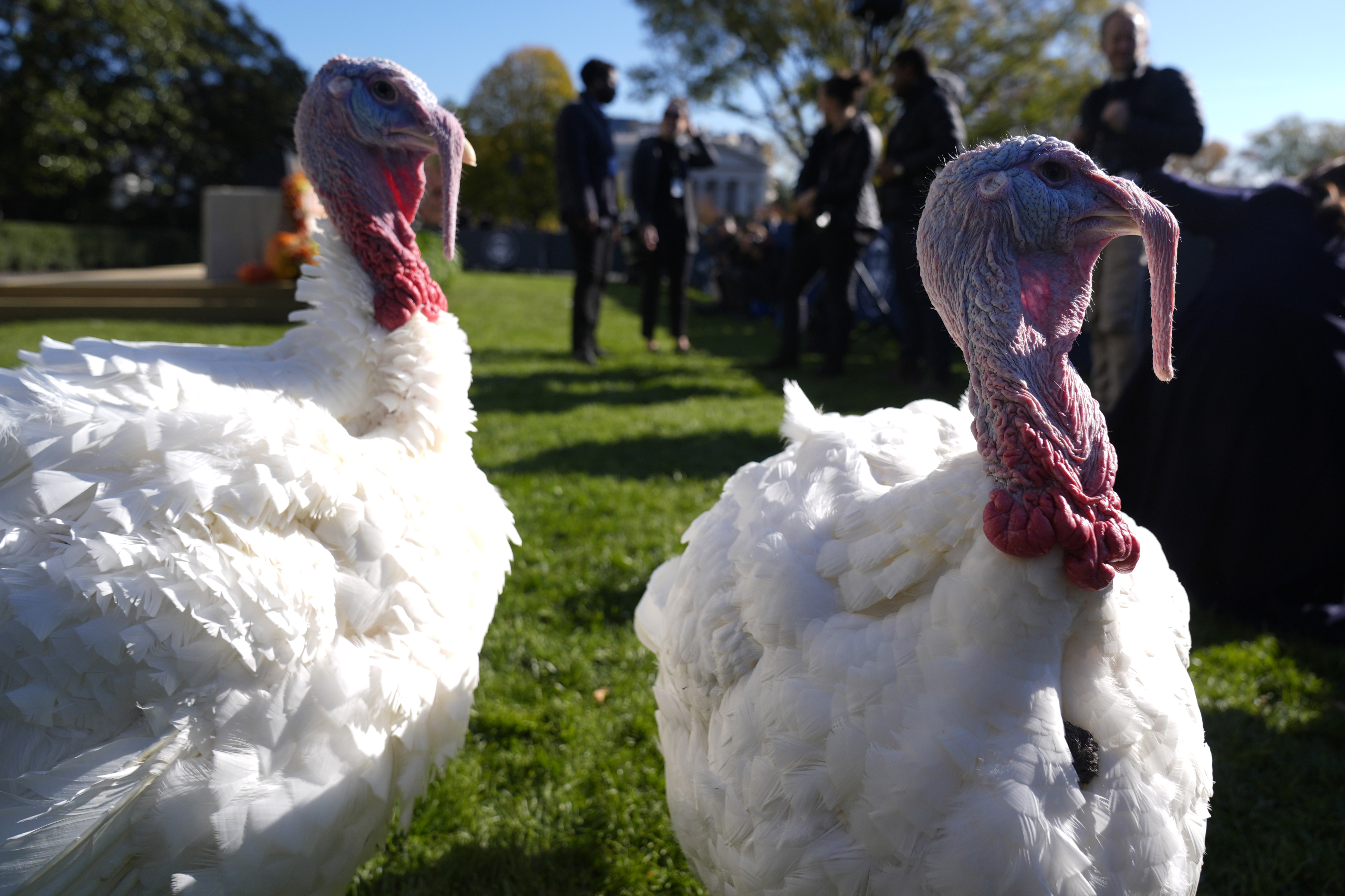 Los pavos Peach y Blossom aparecen antes de una ceremonia en la que el presidente Joe Biden perdonará al pavo nacional del Día de Acción de Gracias en el jardín sur de la Casa Blanca en Washington, el lunes 25 de noviembre de 2024. (Foto AP/Mark Schiefelbein)