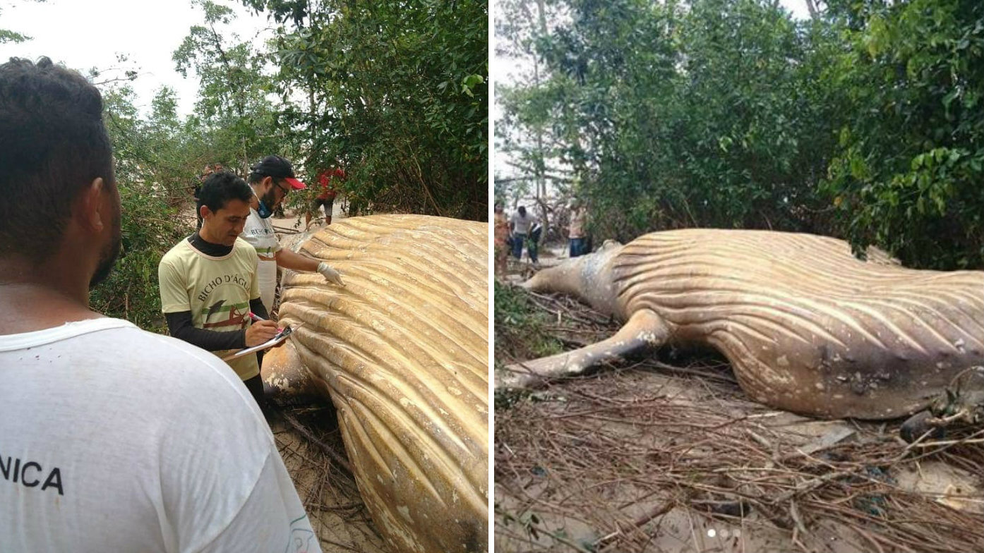 News World: Dead whale found in Amazon jungle