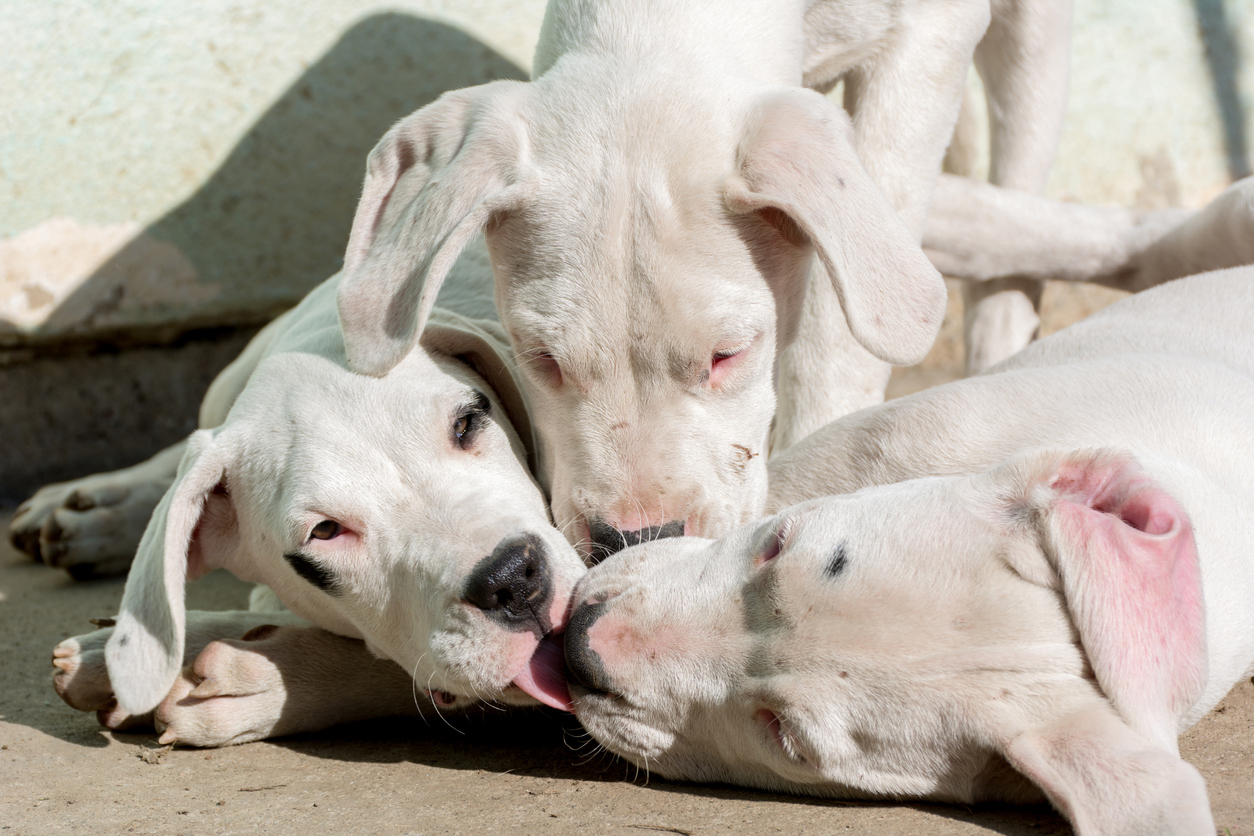 Queensland residents could soon be jailed for owning a dog that attacks someone under new legislation to strengthen dog laws in the state.