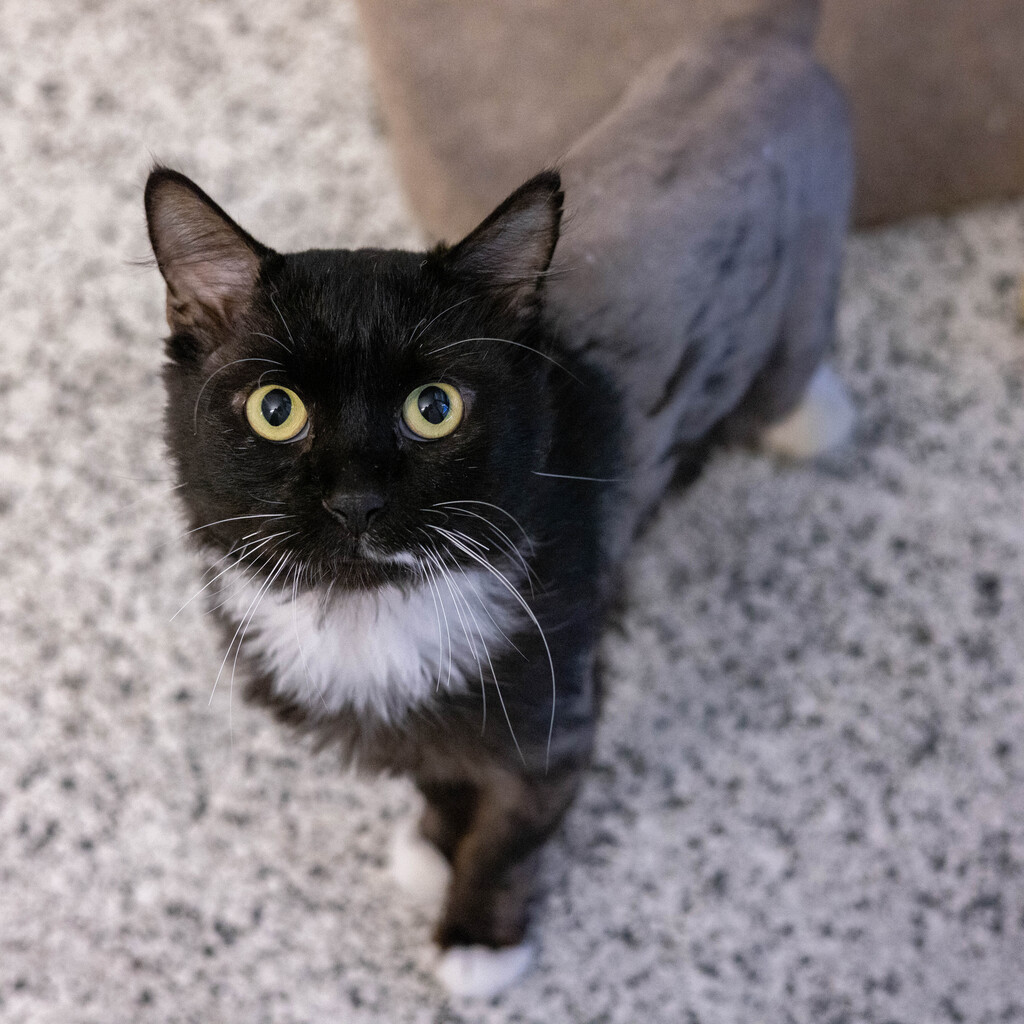 Tickles is a Domestic Short hair and is available to adopt from the AWFQ Gold Coast's rehoming centre