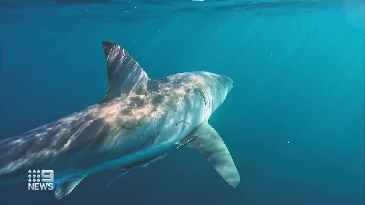 'Holy smokes': Fisher captures encounter with great white shark