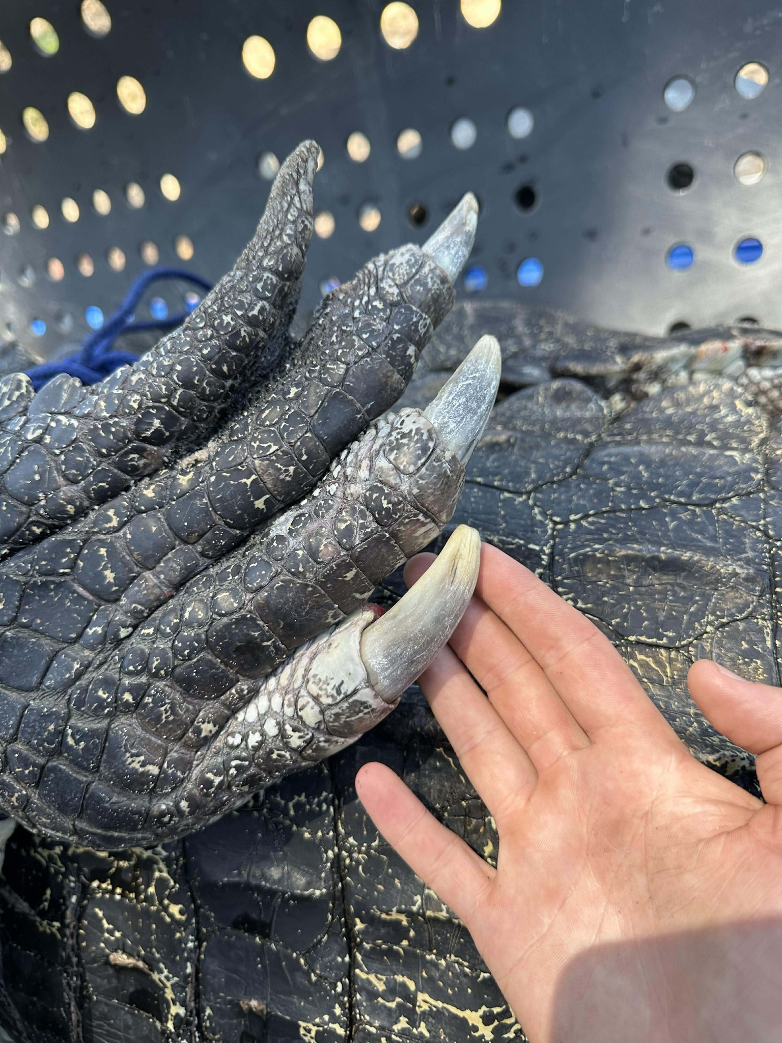 A massive 4.9-metre saltwater crocodile has been spotted at a popular swimming spot in the Northern Territory at the height of the wet season. 