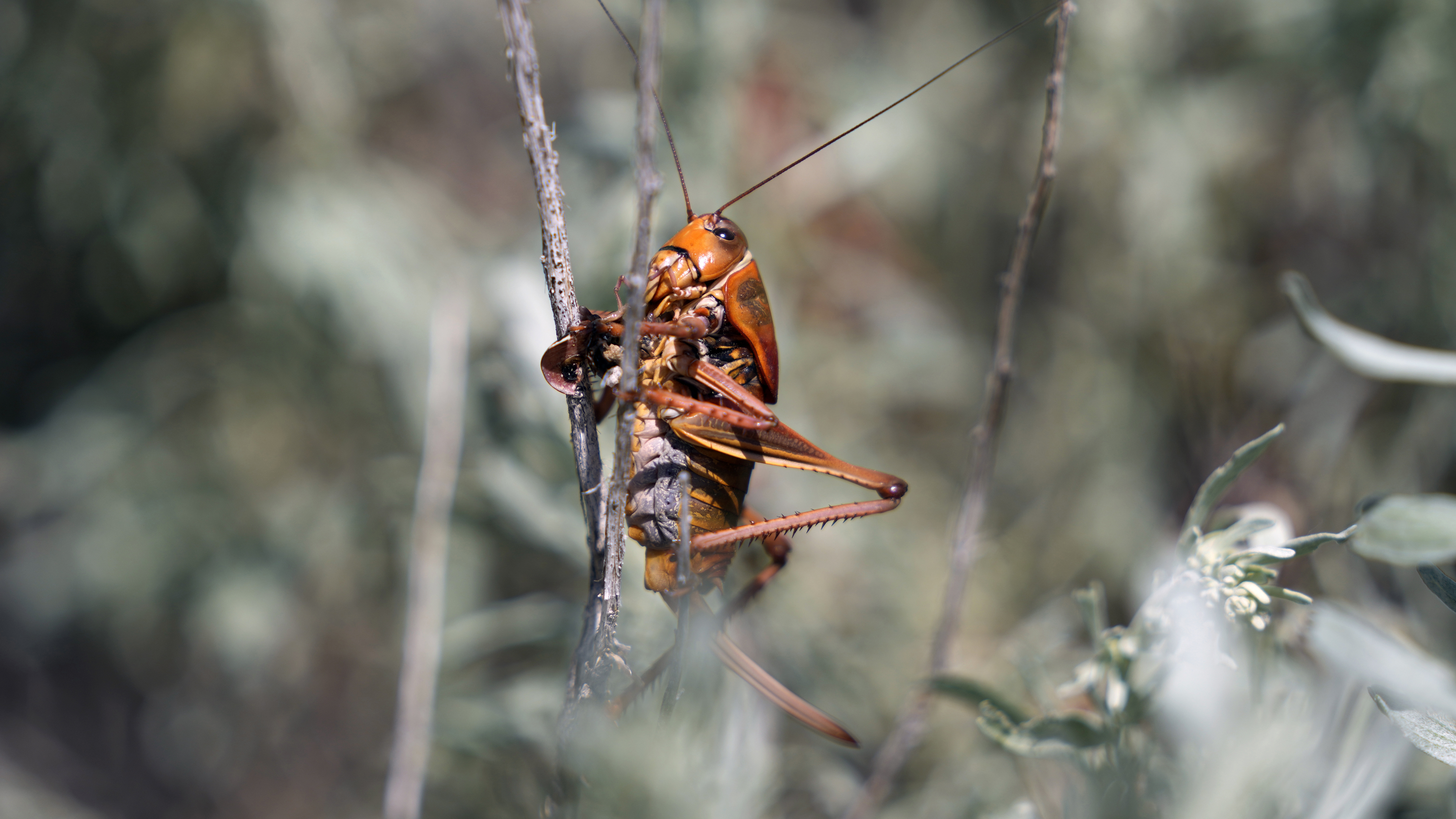 "Es casi como una plaga bíblica": grillos rojos como la sangre invaden una ciudad de EE. UU.