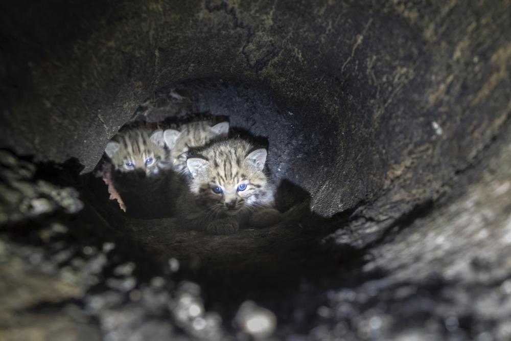 Bobcat kittens were found in a cavity of a large oak tree in the Santa Monica Mountain range.