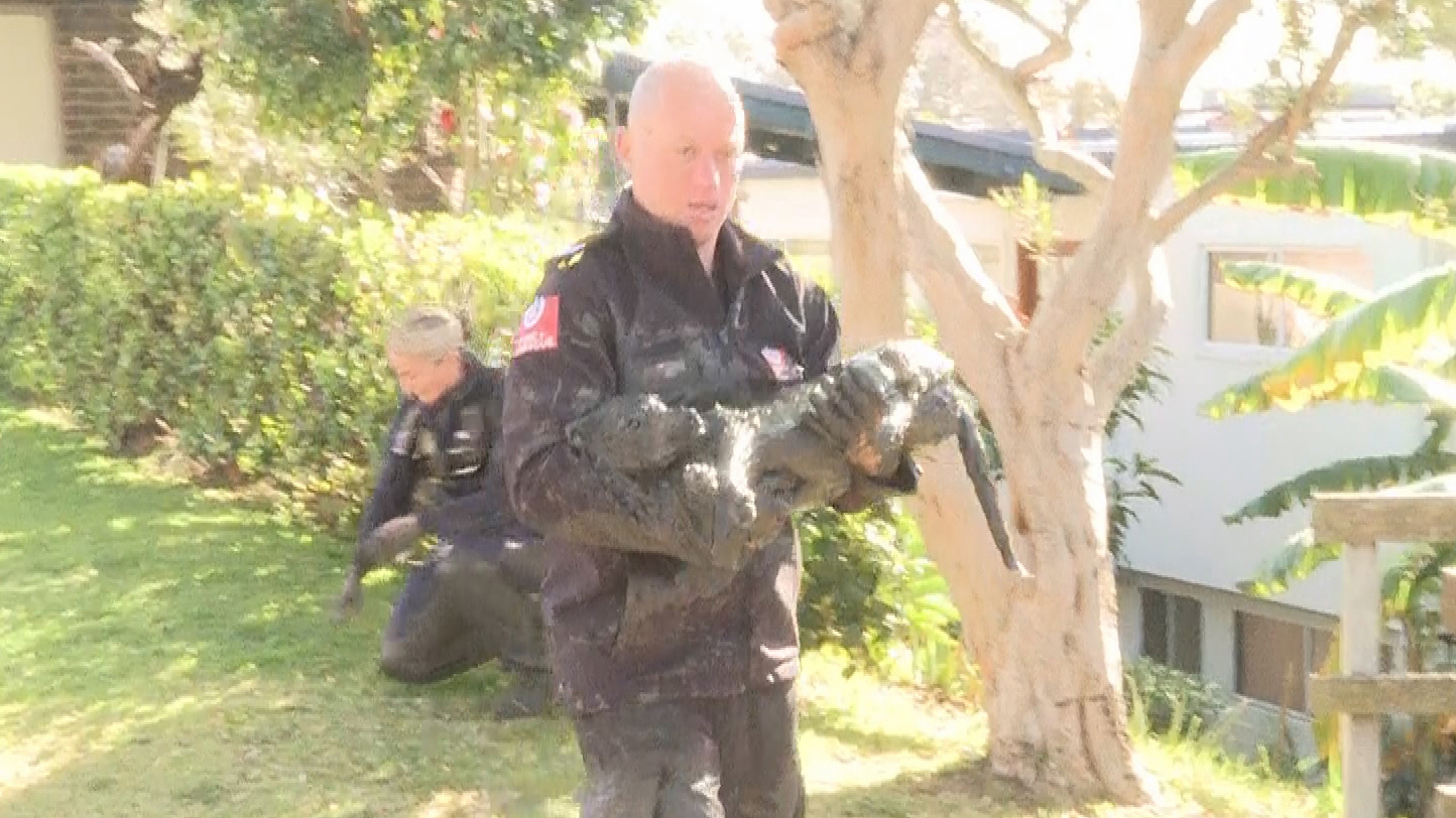 A woman walking her dog along a popular track in Sydney's south has been rescued by helicopter after being attacked by two Irish Wolfhounds.The 34-year-old woman ran into neck-deep mud by the Georges River to try and escape from the animals.