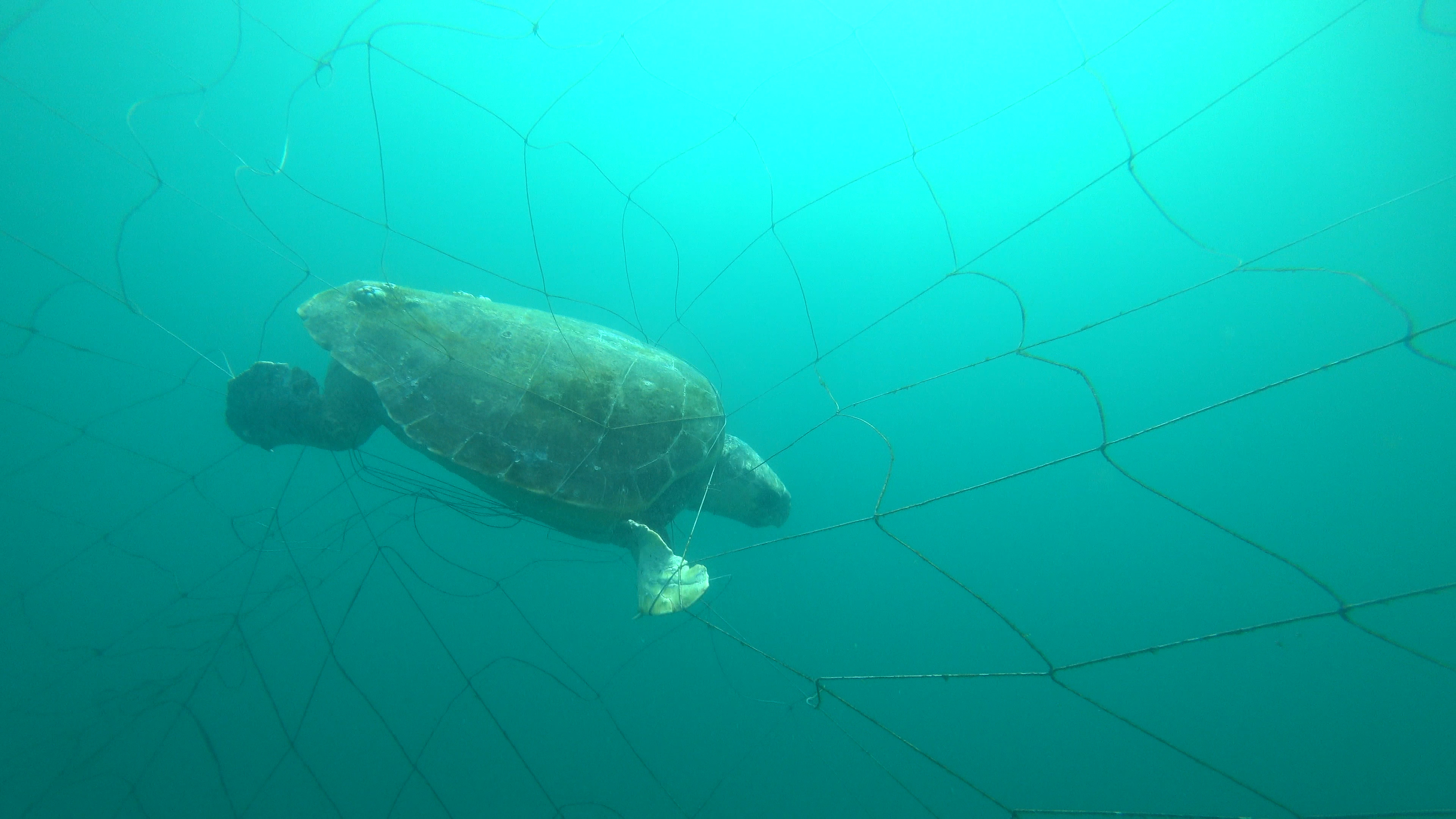 19 vulnerable green turtles were caught in shark nets across NSW.