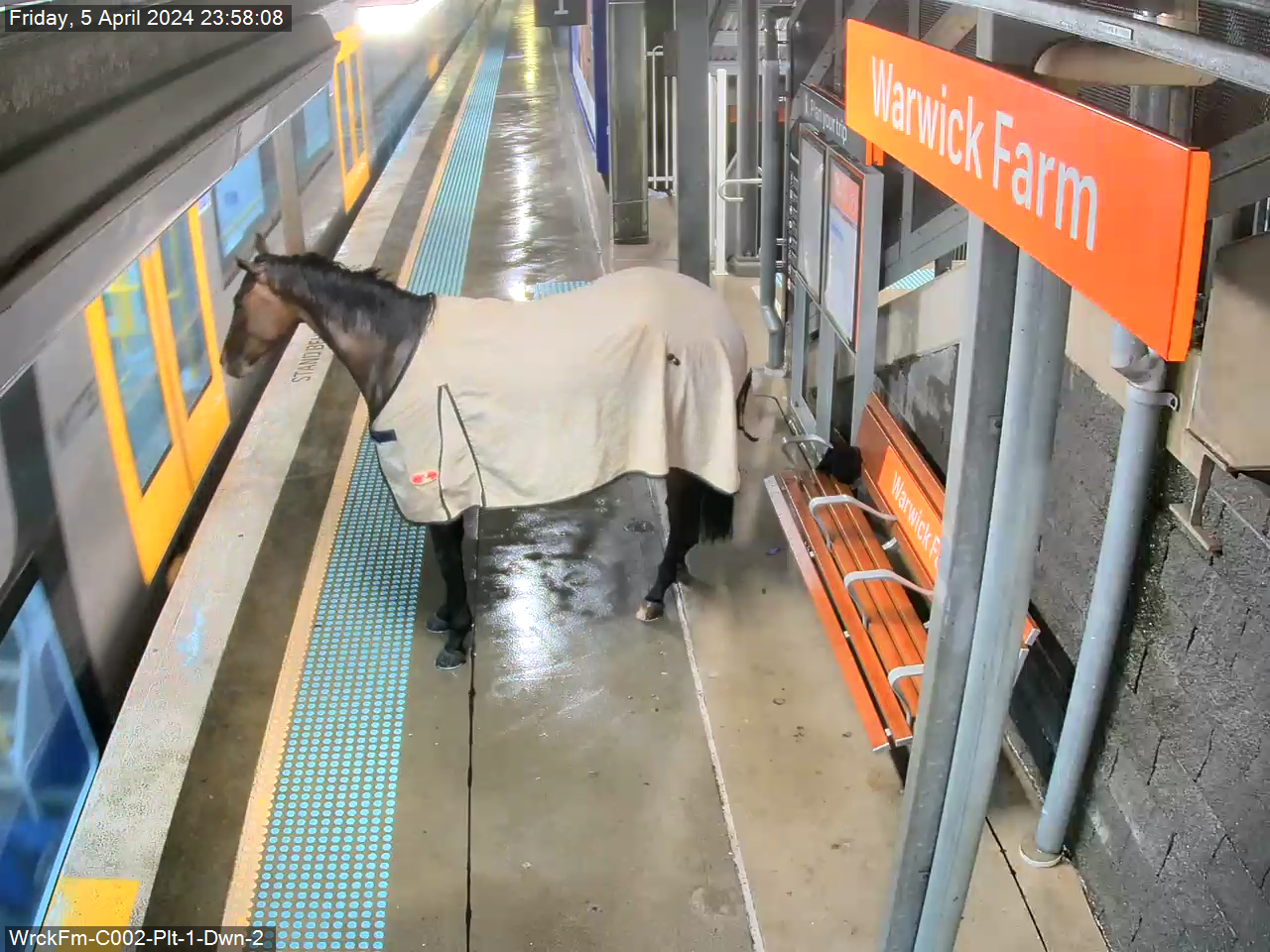 Sydney Horse on train station