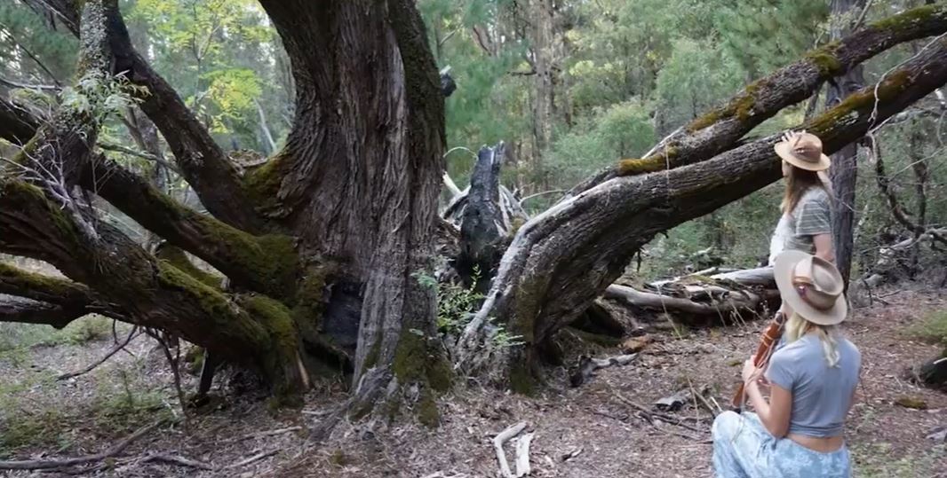 The destruction of an 800-year-old peppermint tree has prompted anger in Western Australia's Ferguson Valley.