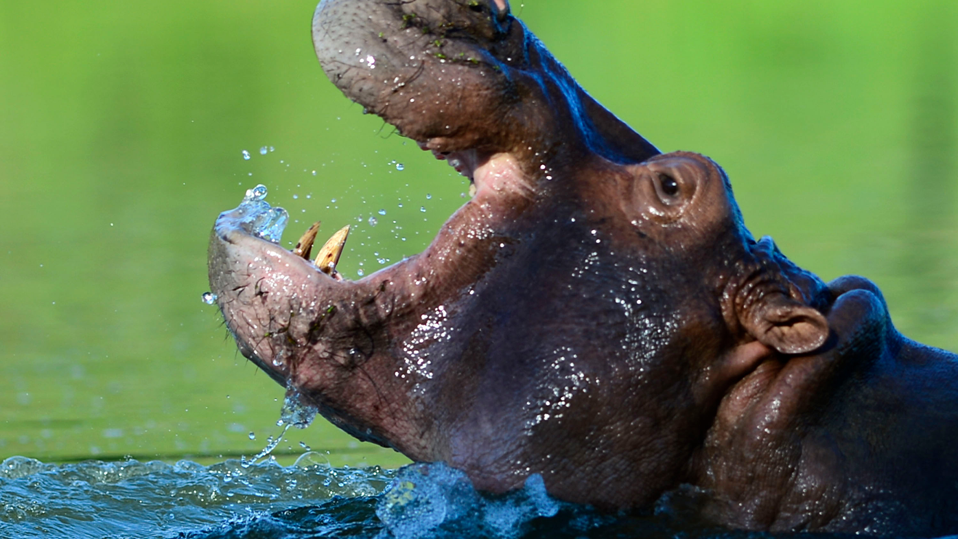 Some hippos remain at Escobar's Hacienda Napoles, which is now a theme park.