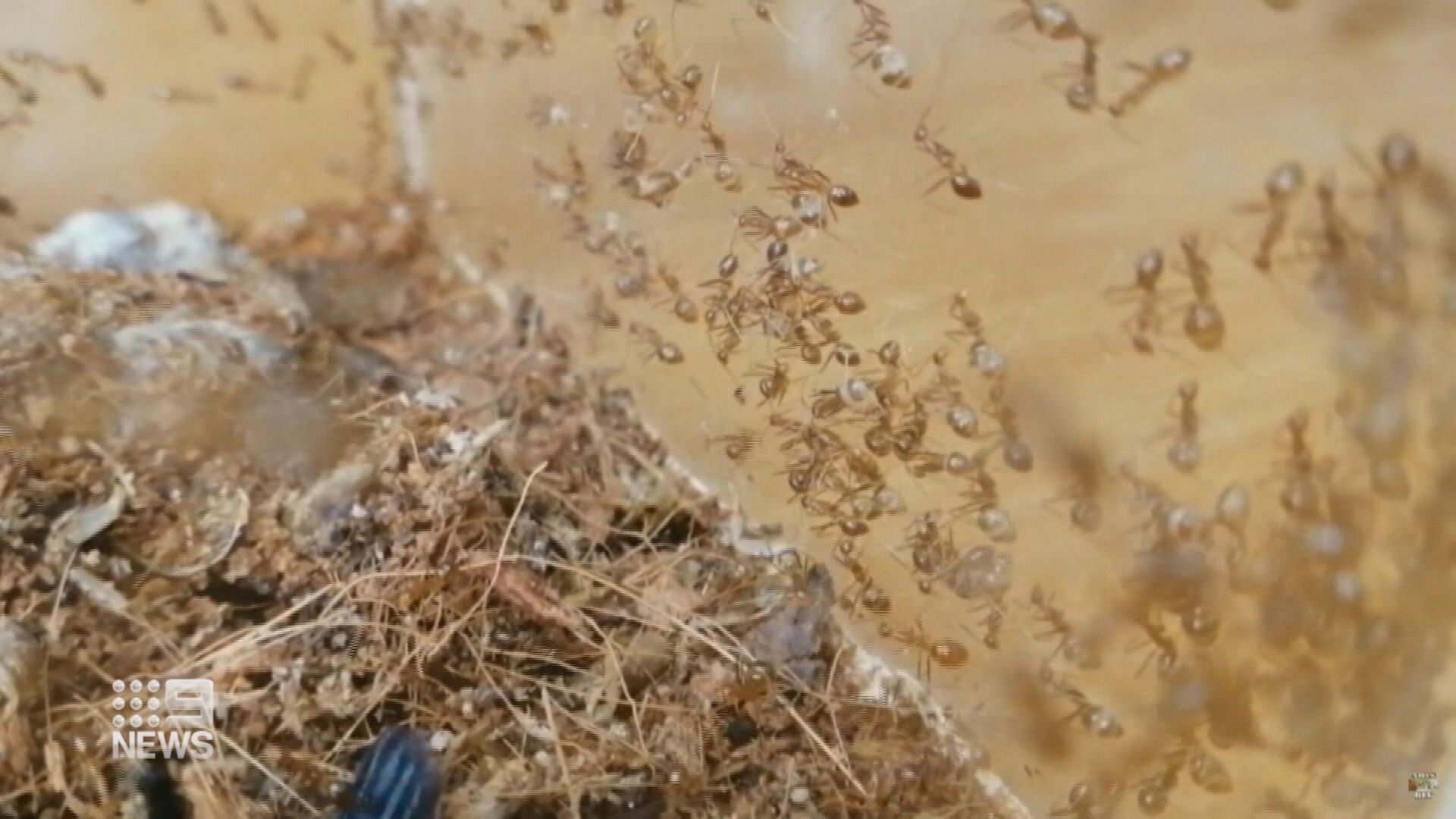 Yellow crazy ants