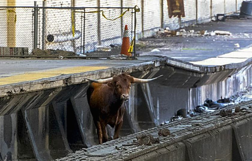 Un toro en las vías detiene trenes en una importante estación de EE.UU.