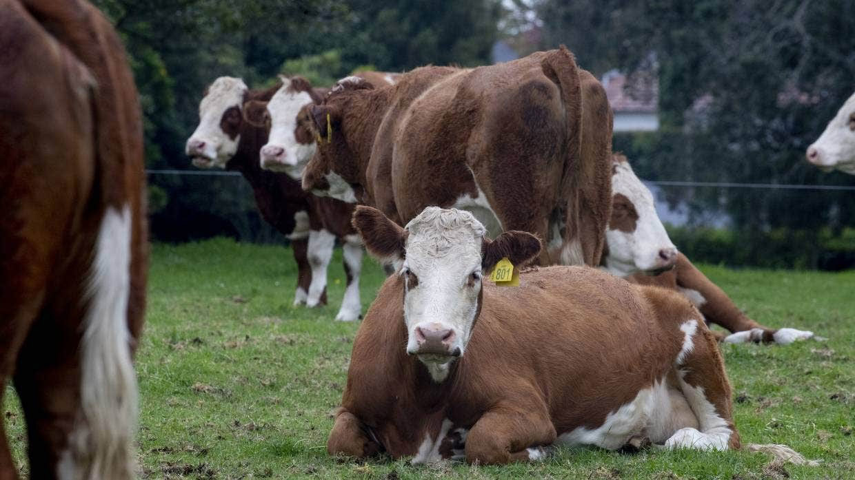 A file photo of cattle relaxing in a paddock.