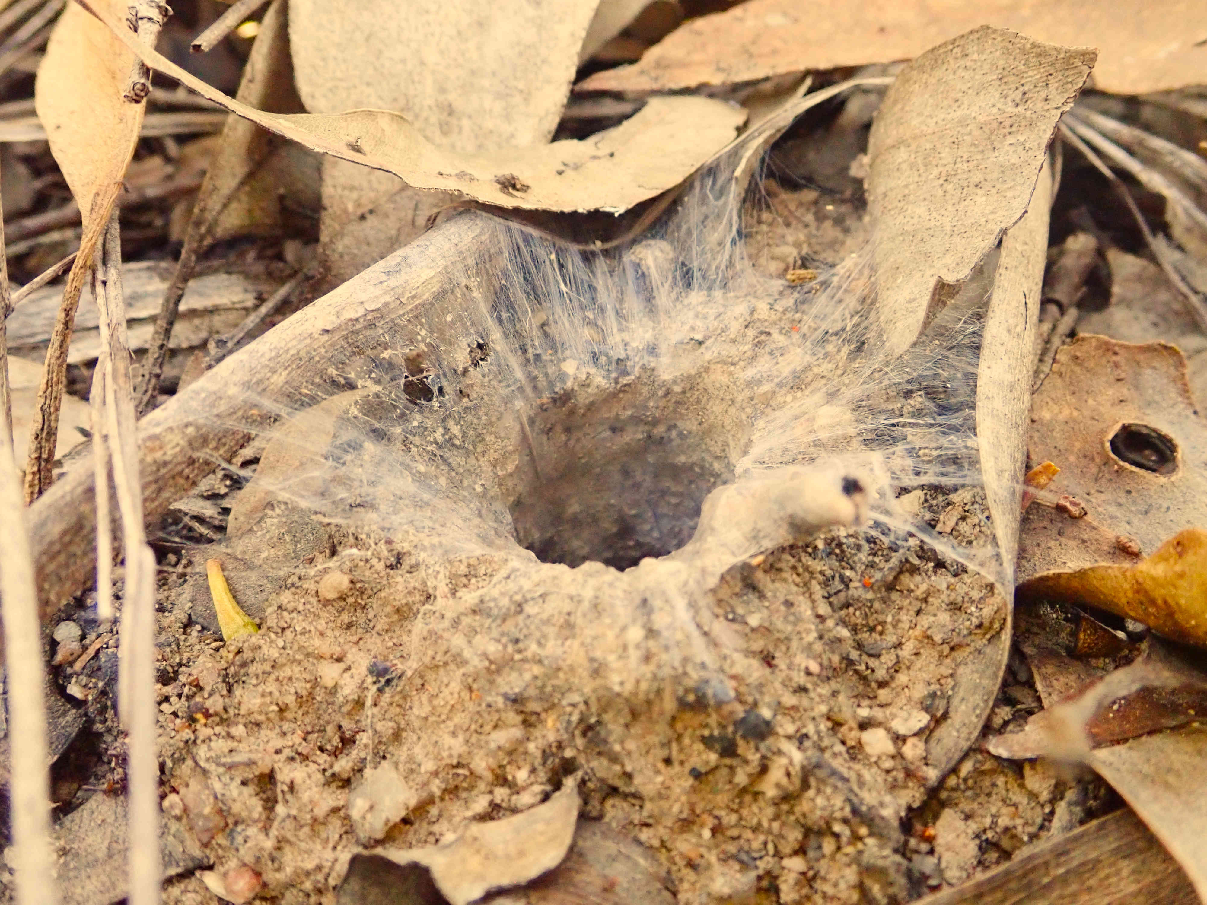 Aname occivillosa (new species) burrow.