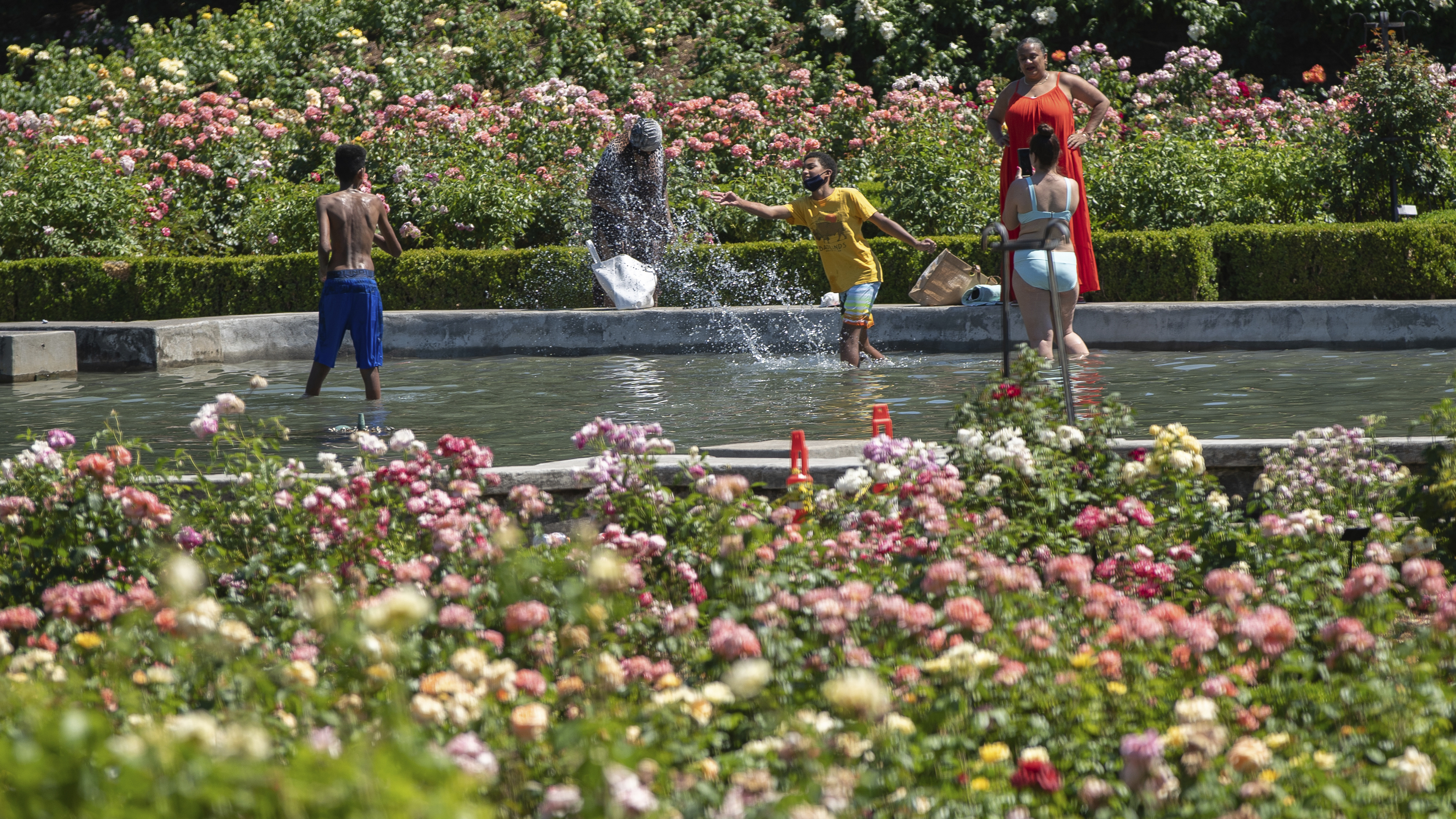 While the city reached a record temperature of over 110 degrees, people gathered at Peninsula Park to cool off, Portland, Oregon. 