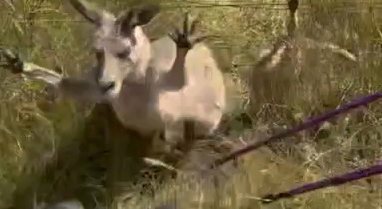 A Sydney woman was left unable to work for months after she was attacked by a kangaroo while trying to rescue a joey stuck in a fence in NSW's Blue Mountains.Melanie Stubbs, from Campbelltown, had been hiking in the Megalong Valley near Katoomba with friends in December when the group spotted a joey hanging from a wire fence by its back legs.