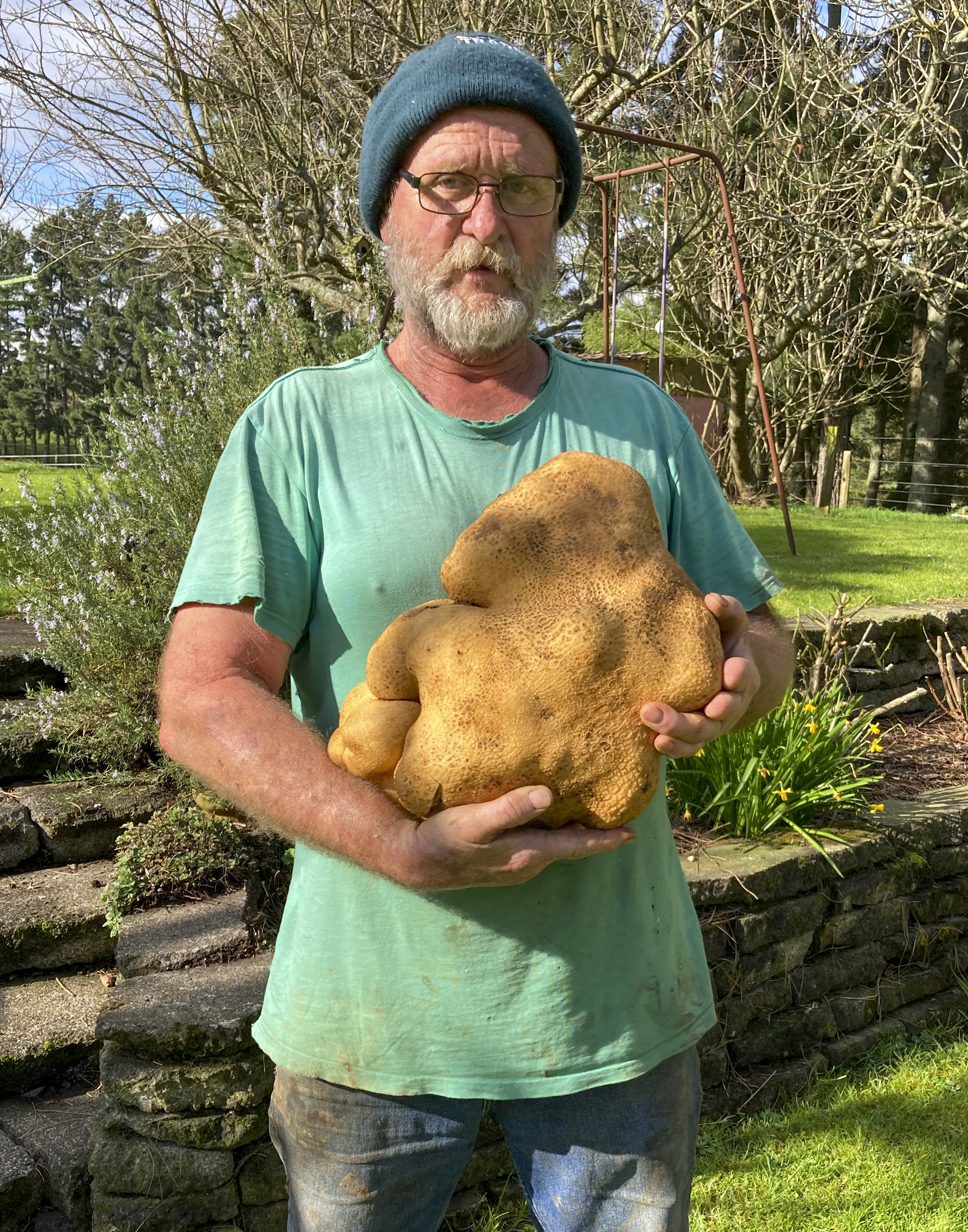 Colin Craig-Browns holds a large potato dug from his garden at his home near Hamilton, New Zealand. 