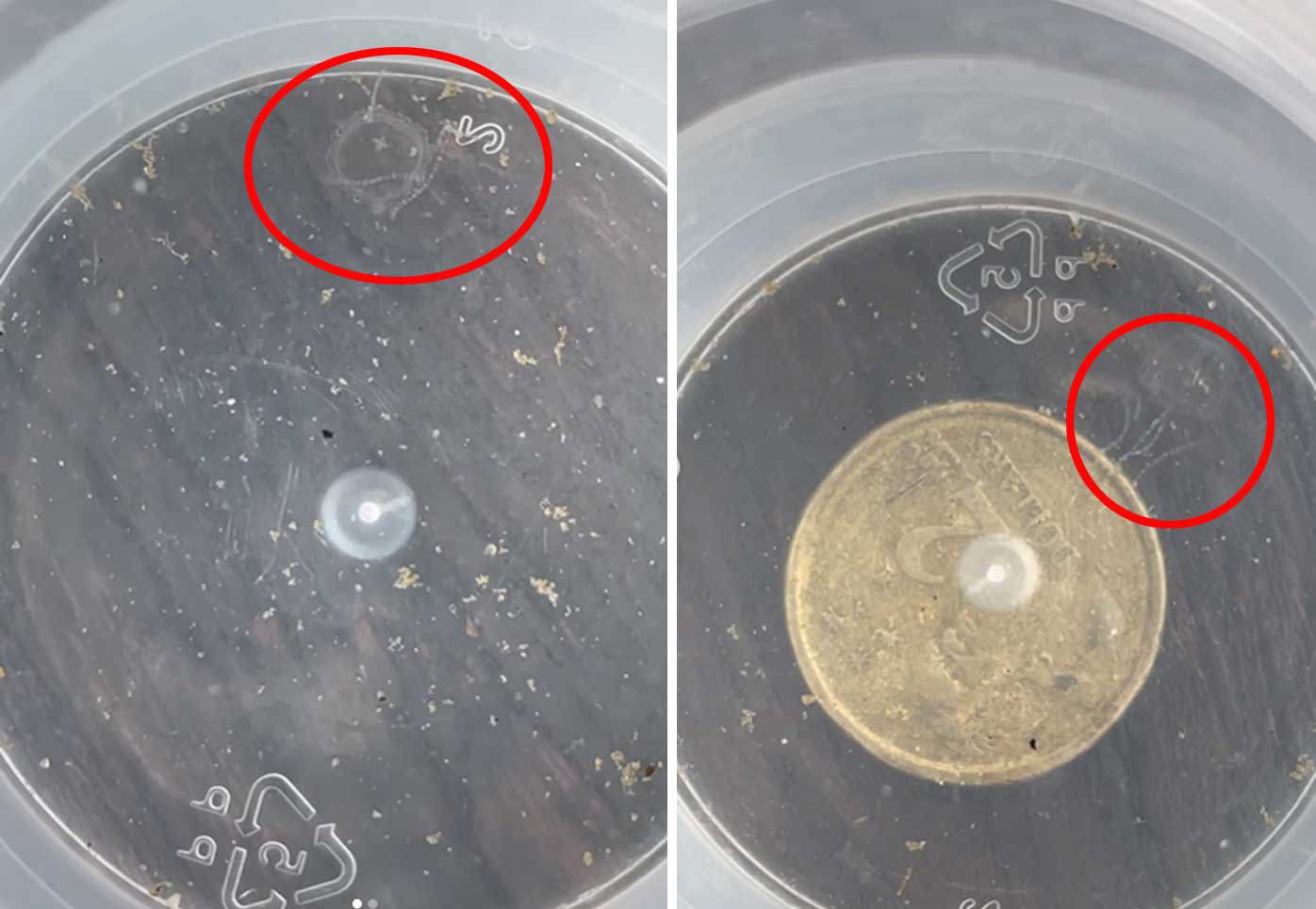Smaller than a fingernail, this Irukandji jellyfish was found at Palm Cove Beach in late December.
